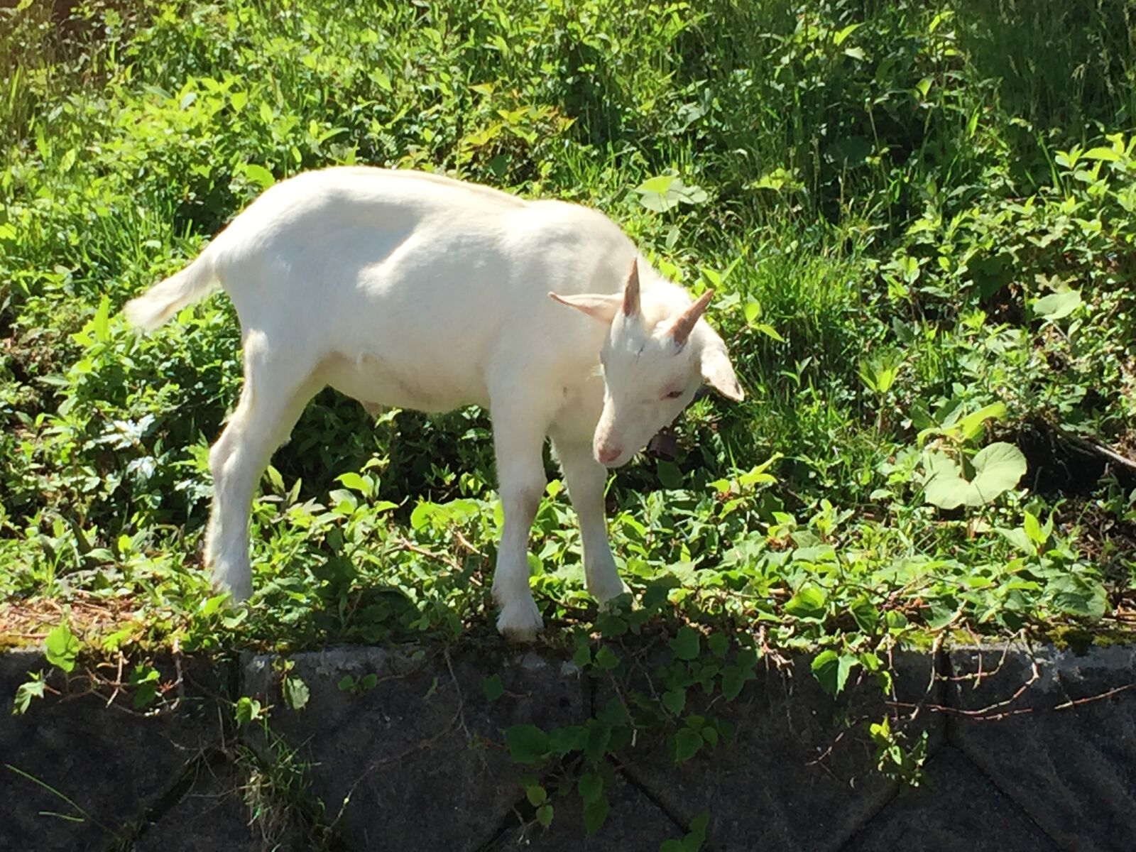 iPhone 6 back camera 4.15mm f/2.2 sample photo. Goat, natural, animal photography