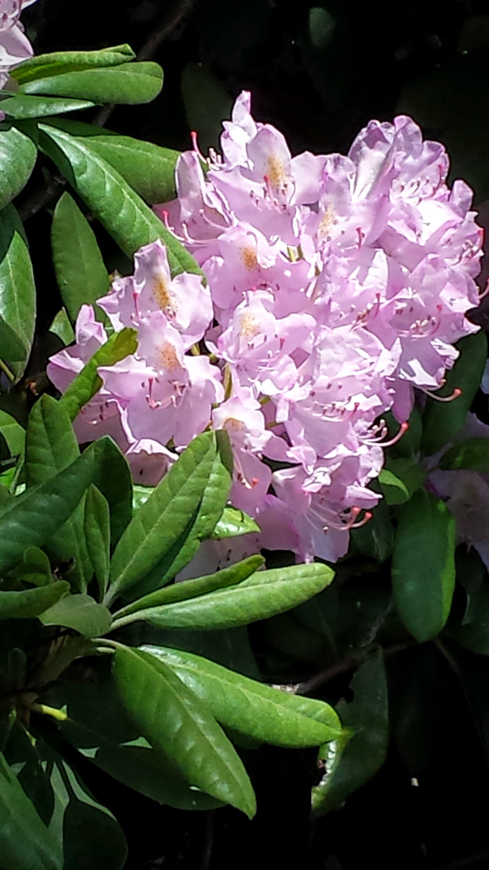 Samsung Galaxy S4 sample photo. Flowers, flower, rhododenron photography