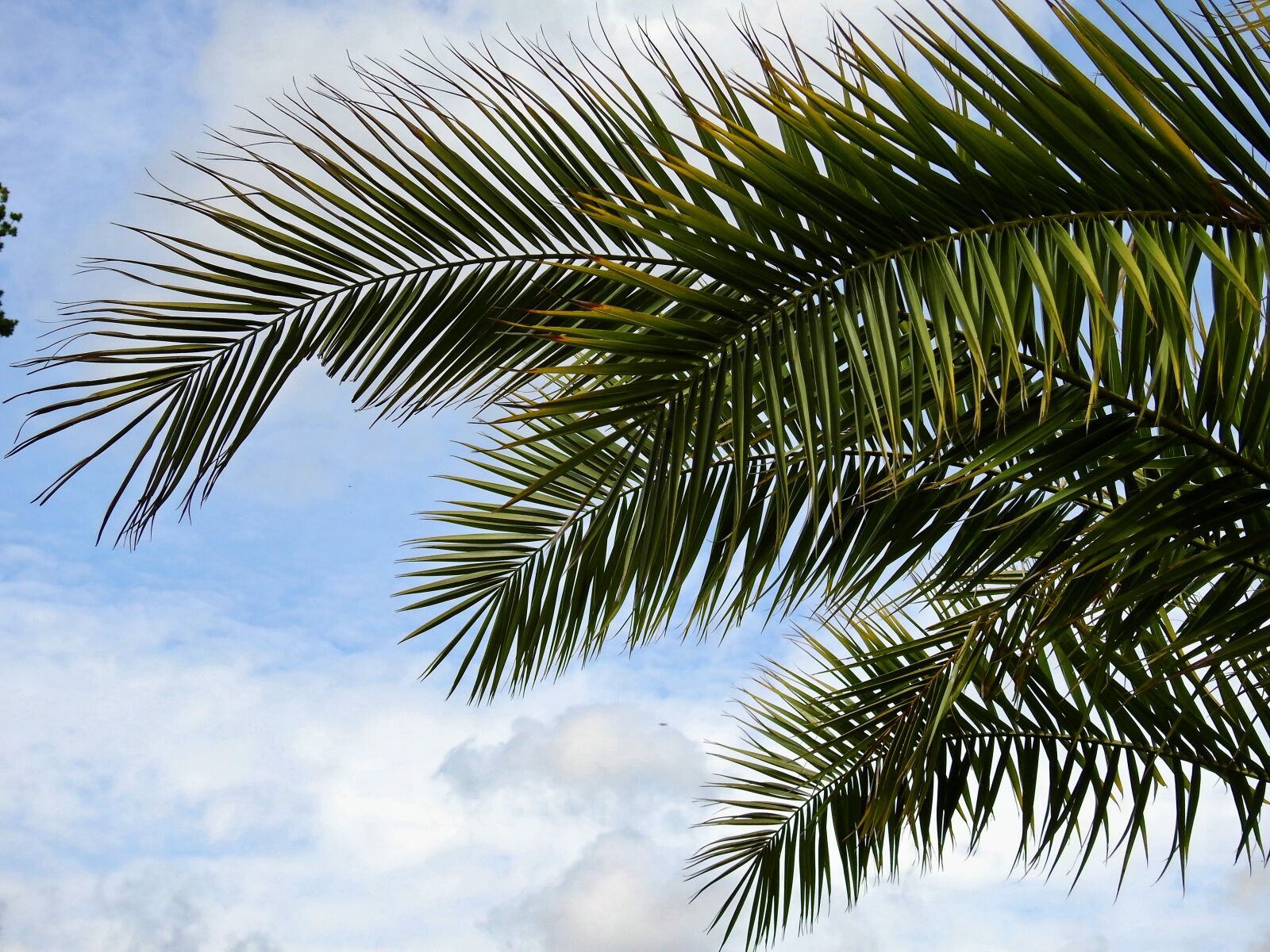 Nikon Coolpix P900 sample photo. Palm, plant, leaves photography
