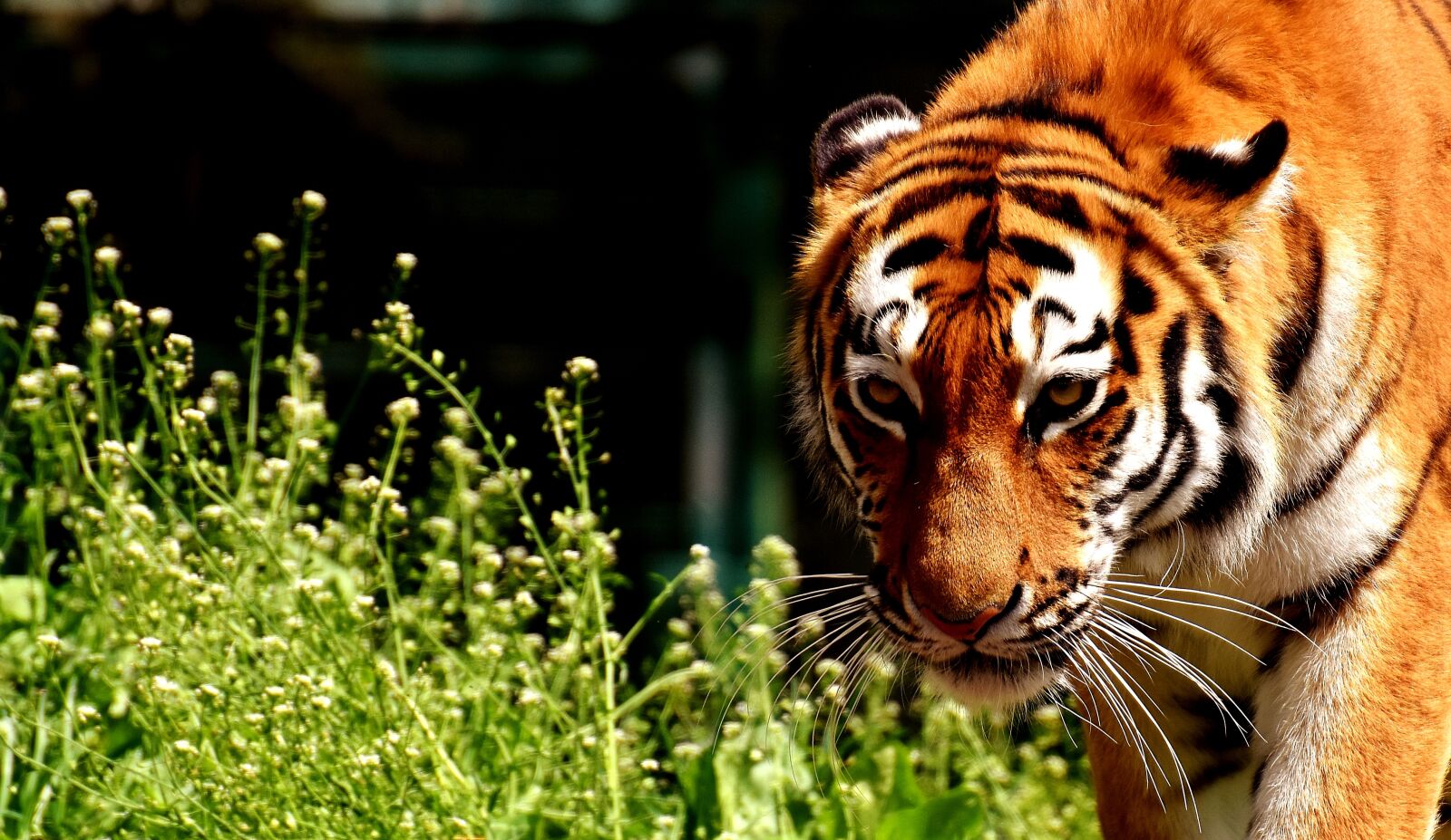 Nikon D7200 sample photo. Tiger, predator, fur photography