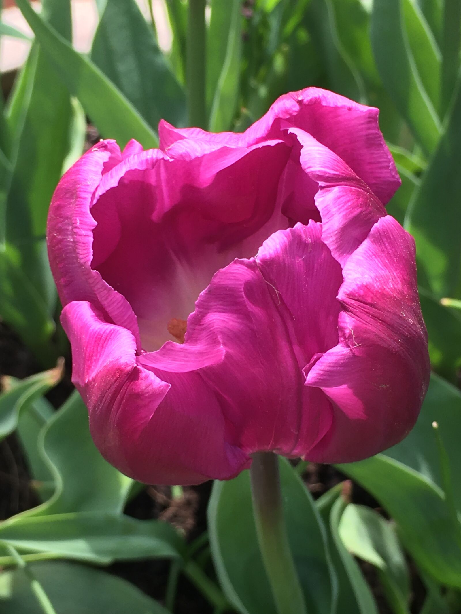 Apple iPhone SE sample photo. Tulip, flower, bloom photography