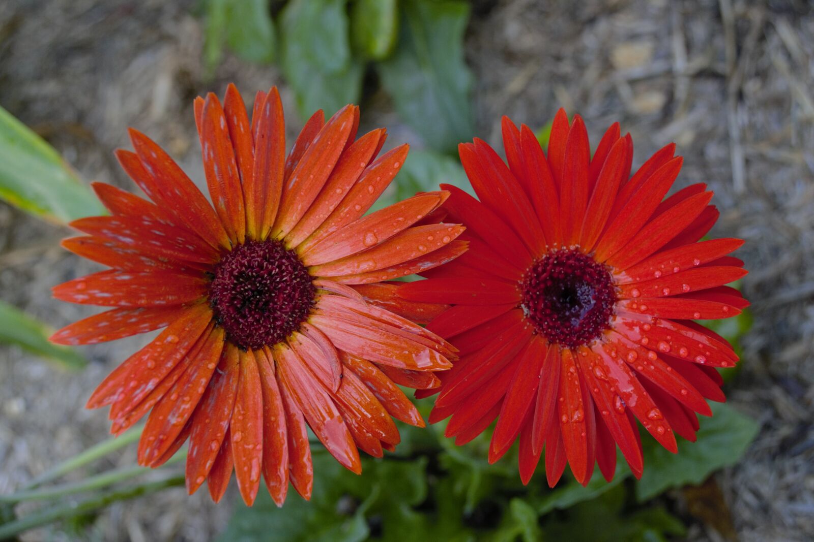 Nikon D3100 sample photo. Flora, flower, nature photography