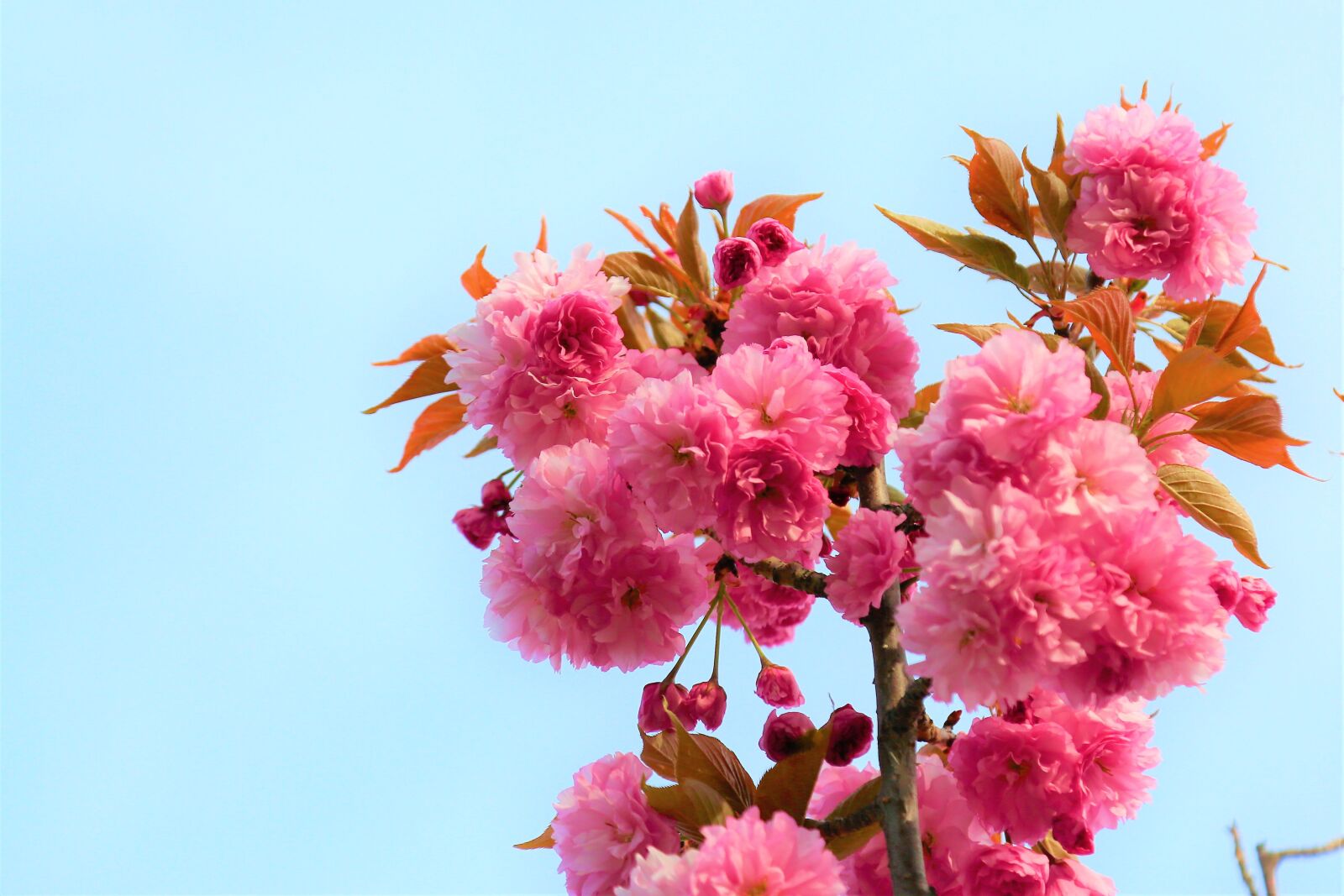Canon EF 24-105mm F4L IS USM sample photo. Japanese cherry tree, flowers photography