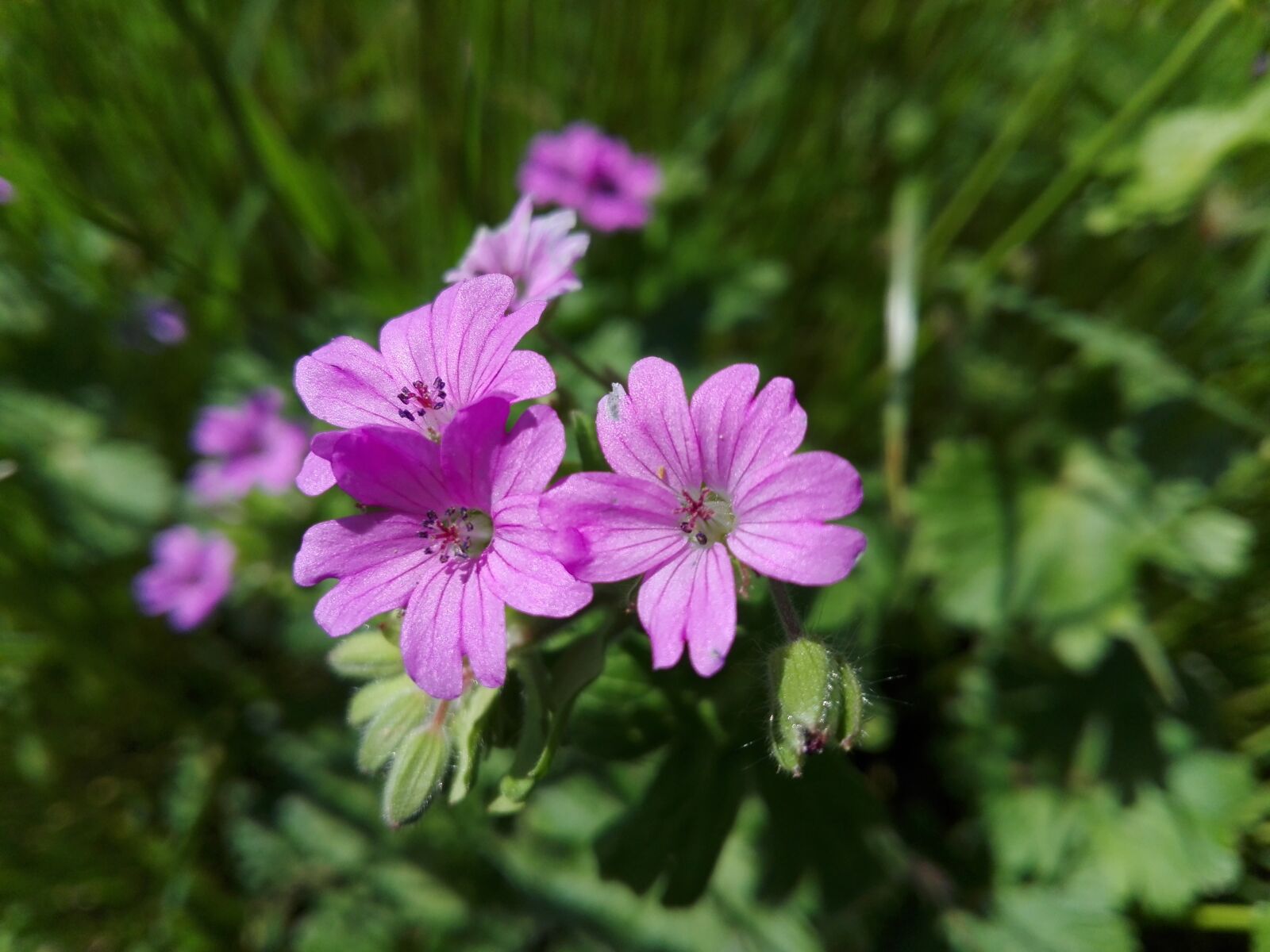 HUAWEI P8 Lite sample photo. Flower, flora, nature photography