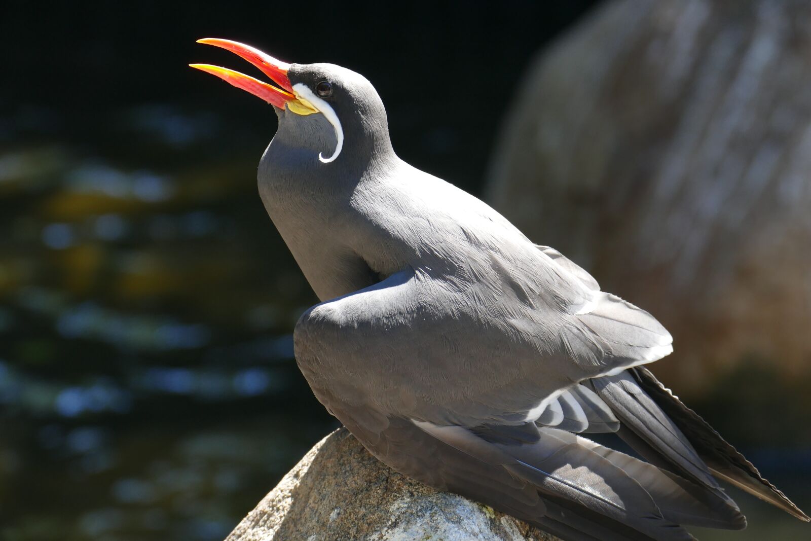 Panasonic Lumix DMC-FZ1000 sample photo. Bird, exotic, zoo photography