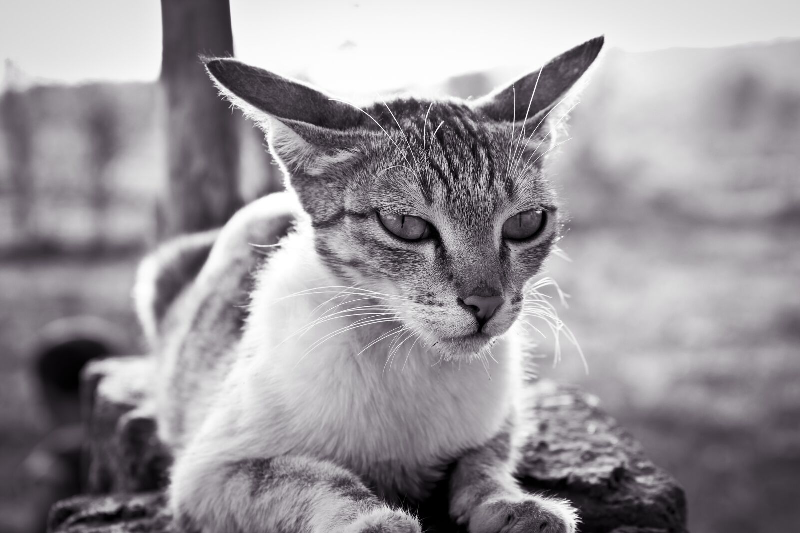 Canon EOS 600D (Rebel EOS T3i / EOS Kiss X5) sample photo. Animal, cat, cute photography