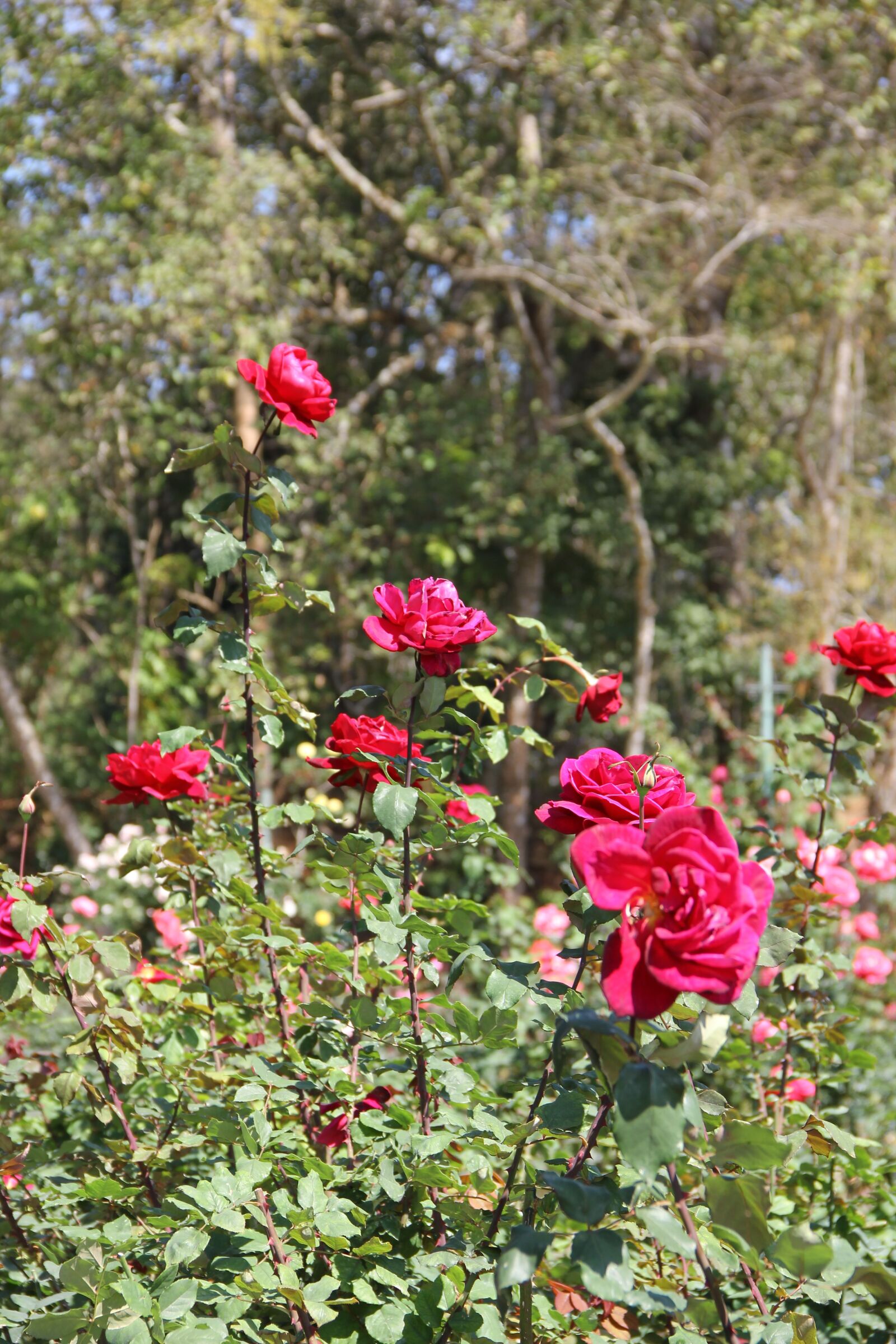 Canon EOS 550D (EOS Rebel T2i / EOS Kiss X4) sample photo. Leash, chiang mai thailand photography