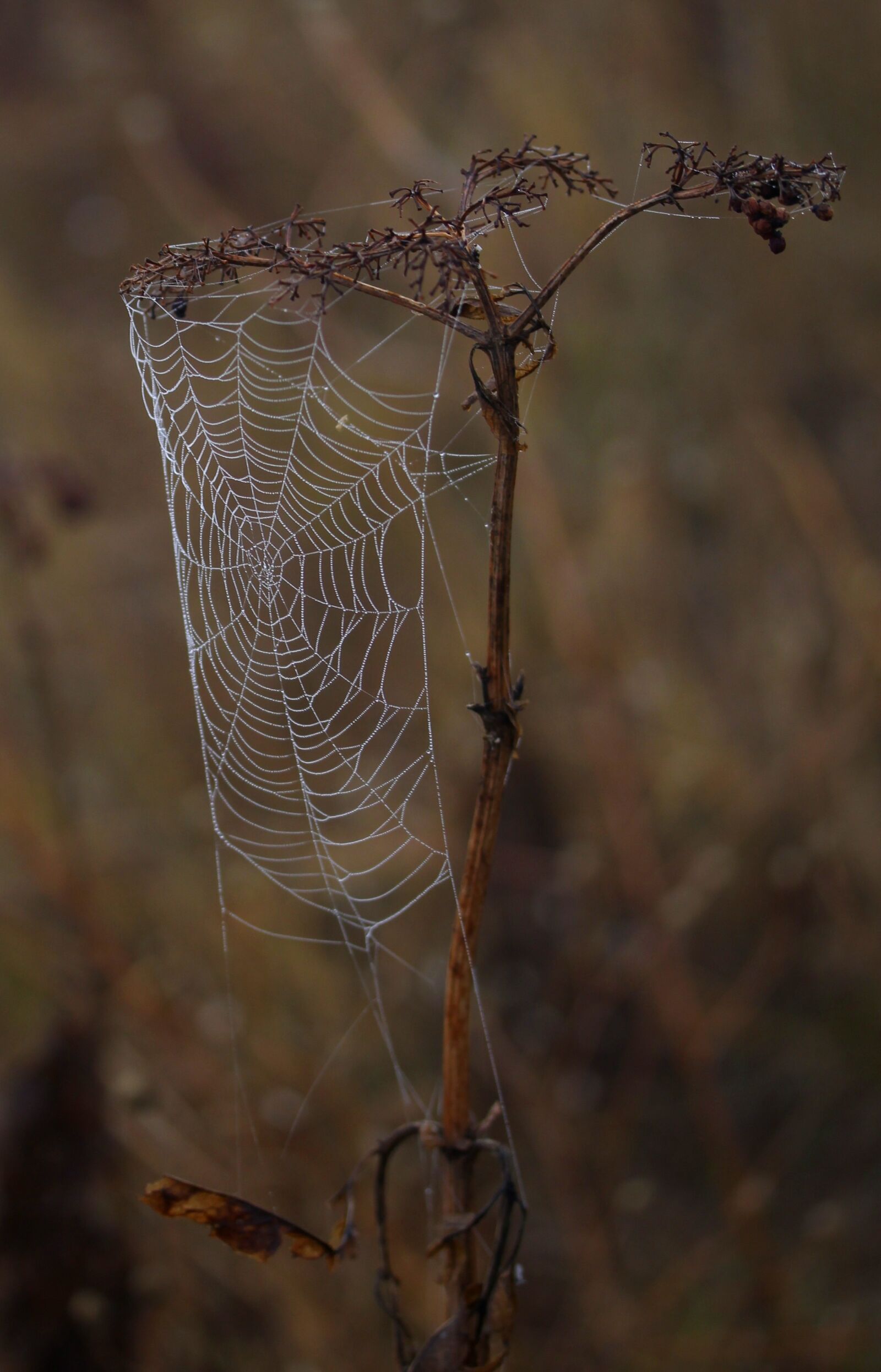 Canon EF-S 60mm F2.8 Macro USM sample photo. Spider web, wet, hooked photography