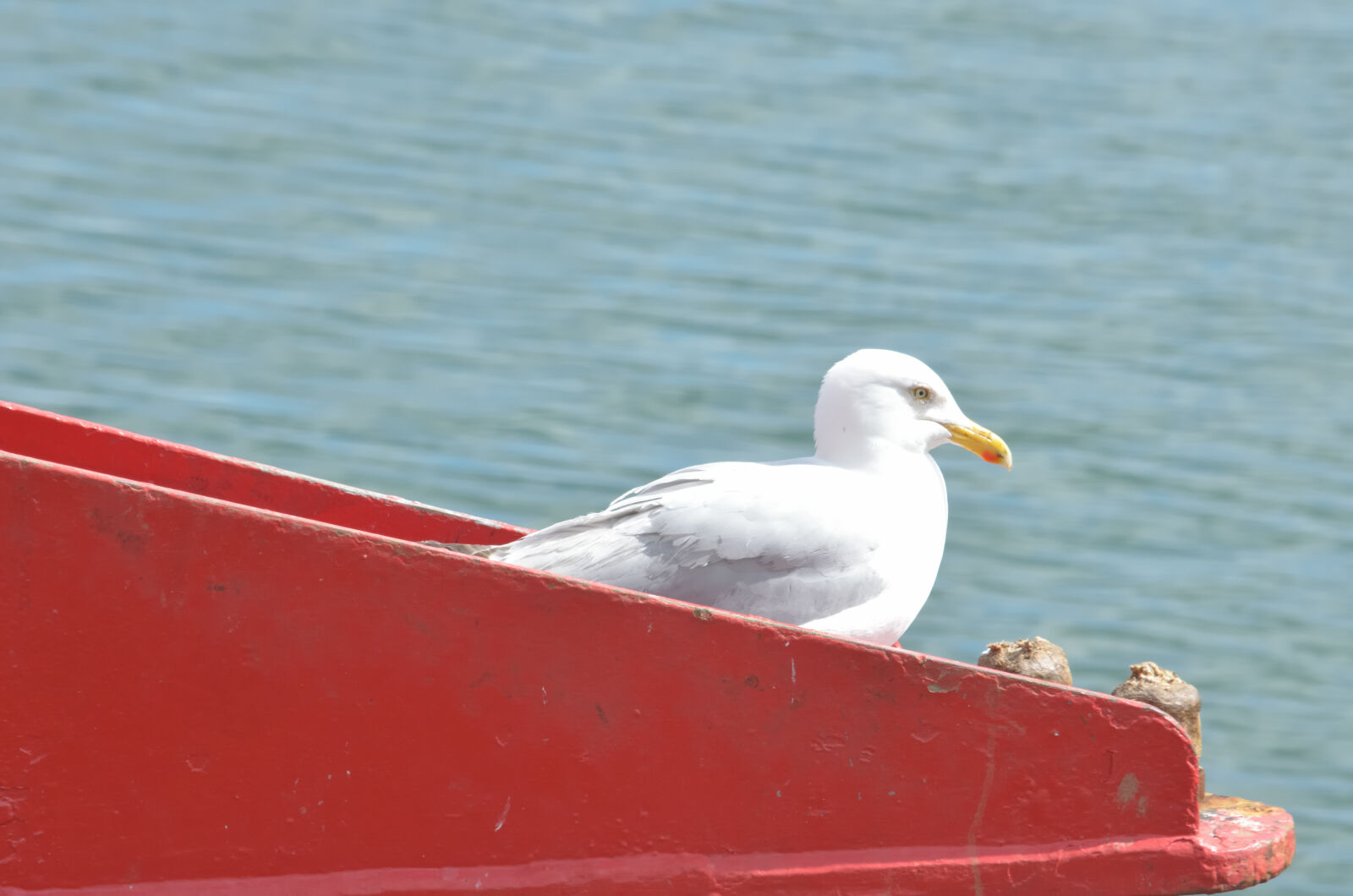 Nikon D5100 sample photo. Animaux, sauvages, bec, d photography