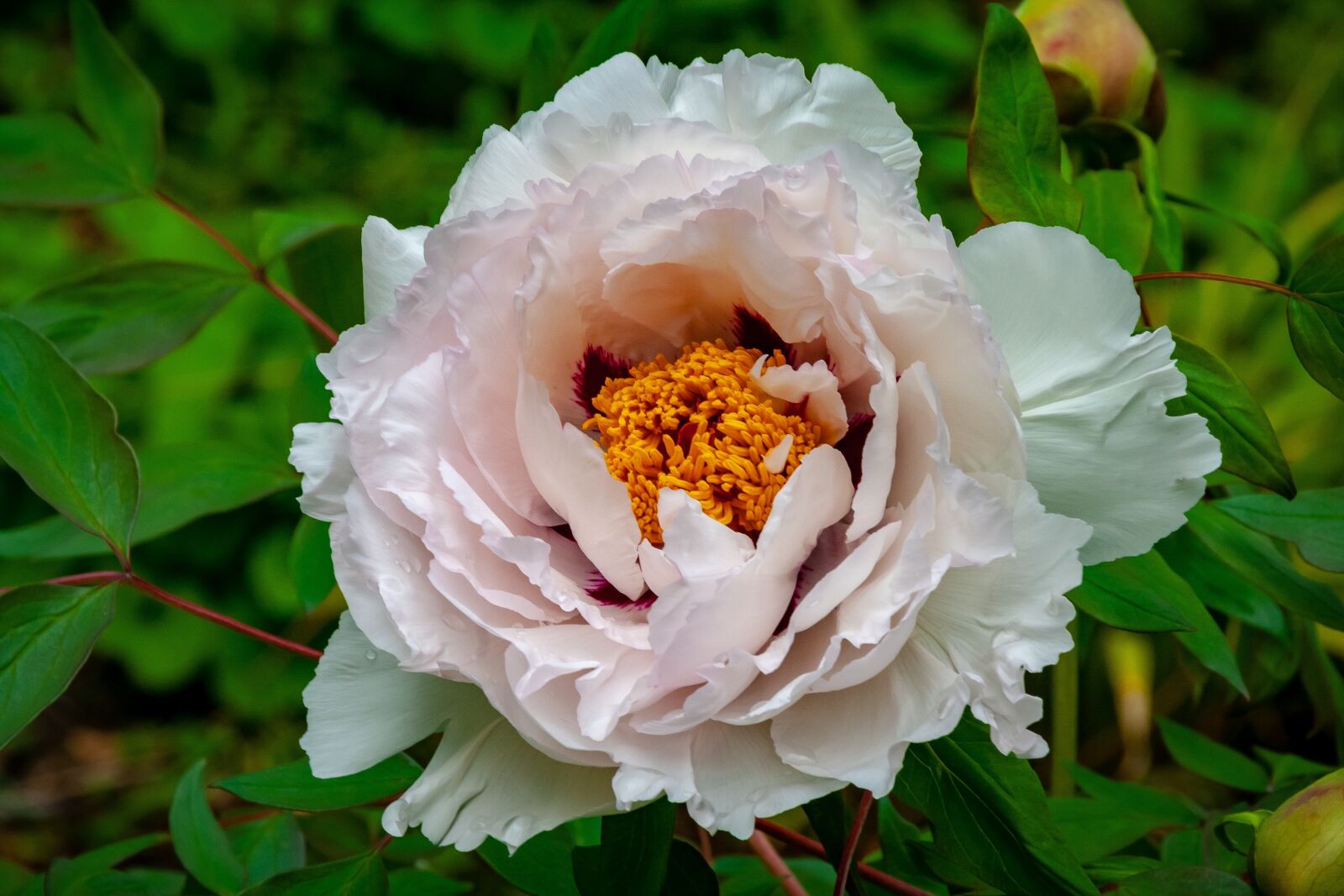 Canon EOS 400D (EOS Digital Rebel XTi / EOS Kiss Digital X) sample photo. Flower, nature, garden photography