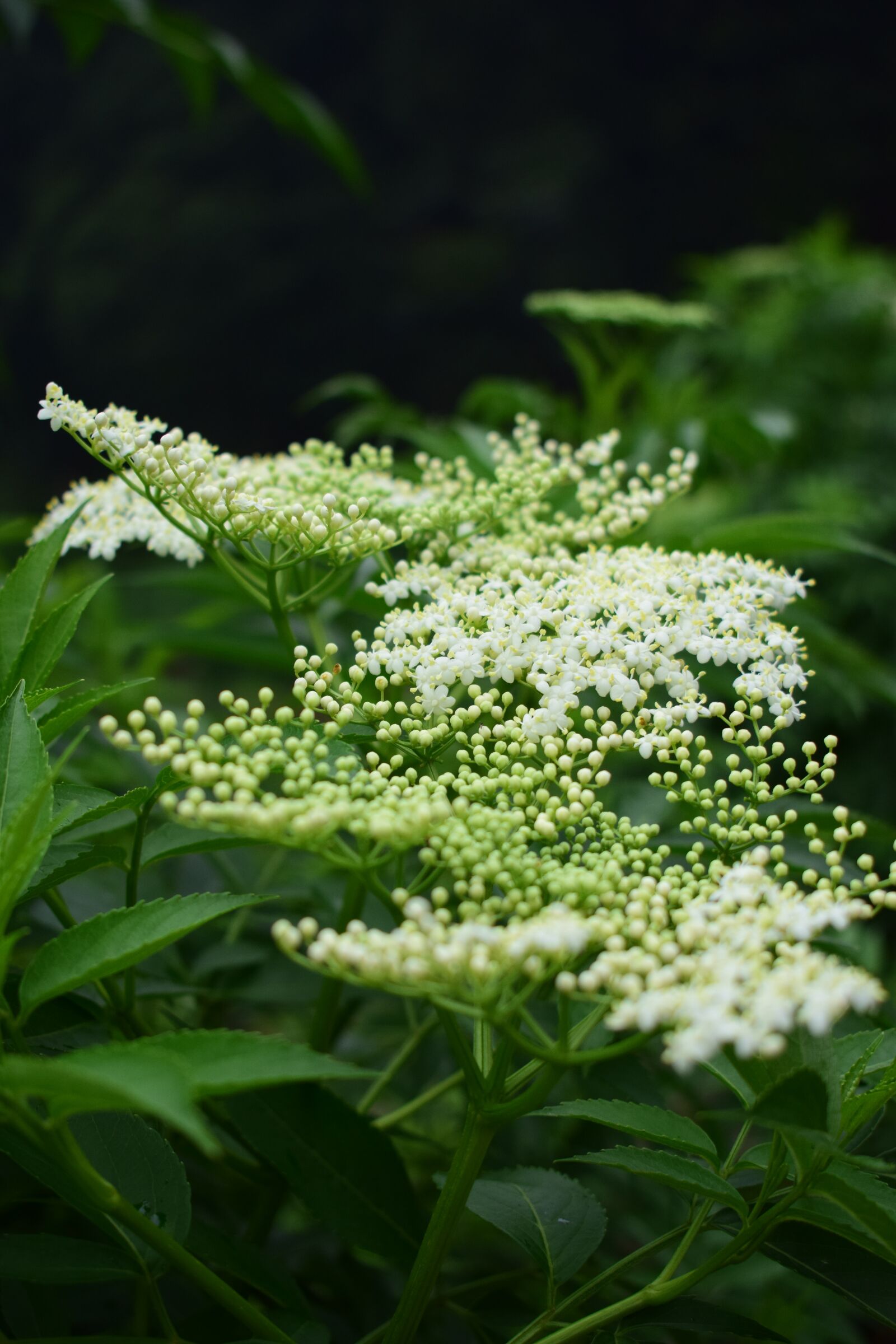 Nikon D5300 sample photo. Flower, green, forest photography