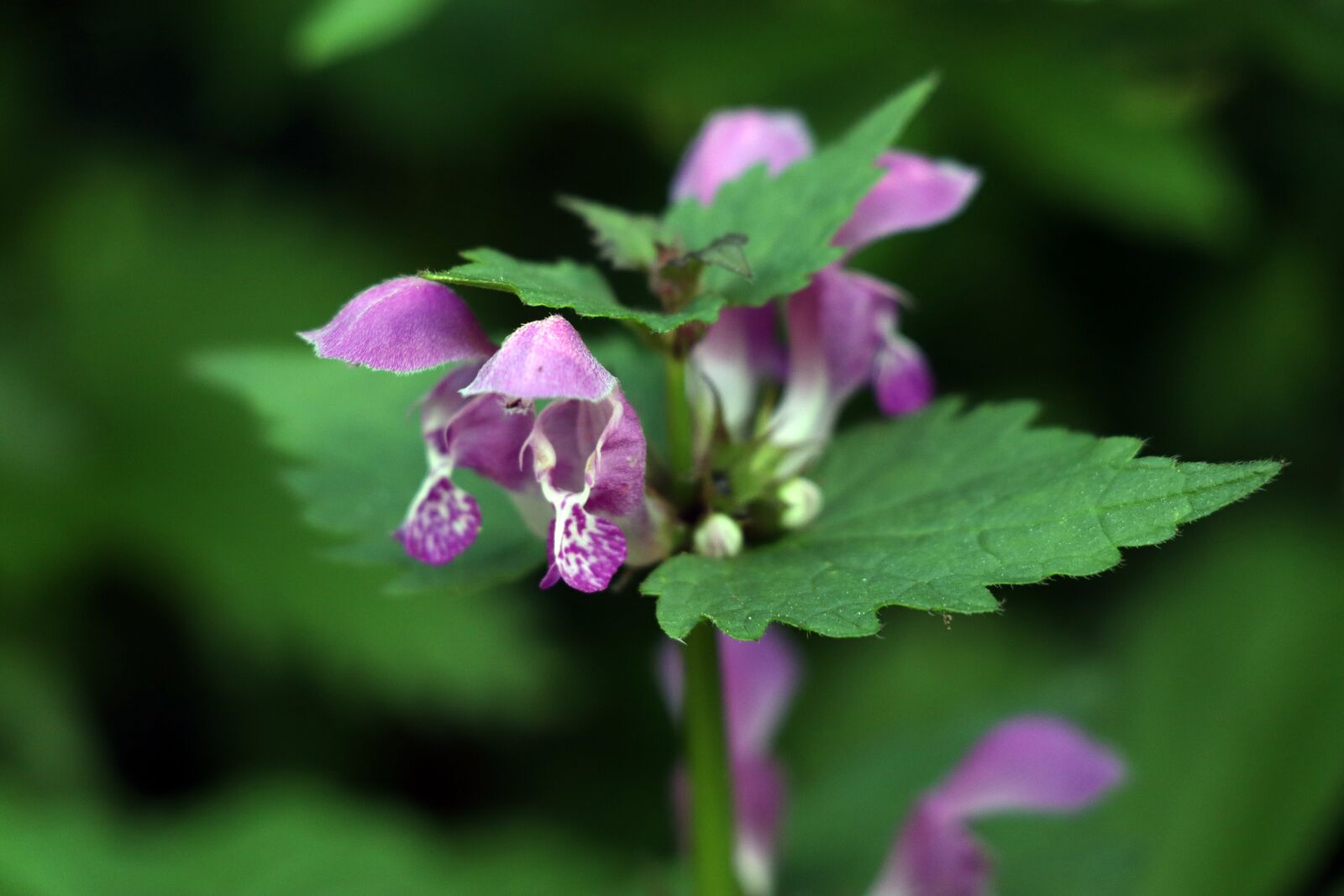Canon EOS 77D (EOS 9000D / EOS 770D) sample photo. Dead nettle, violet, blossom photography