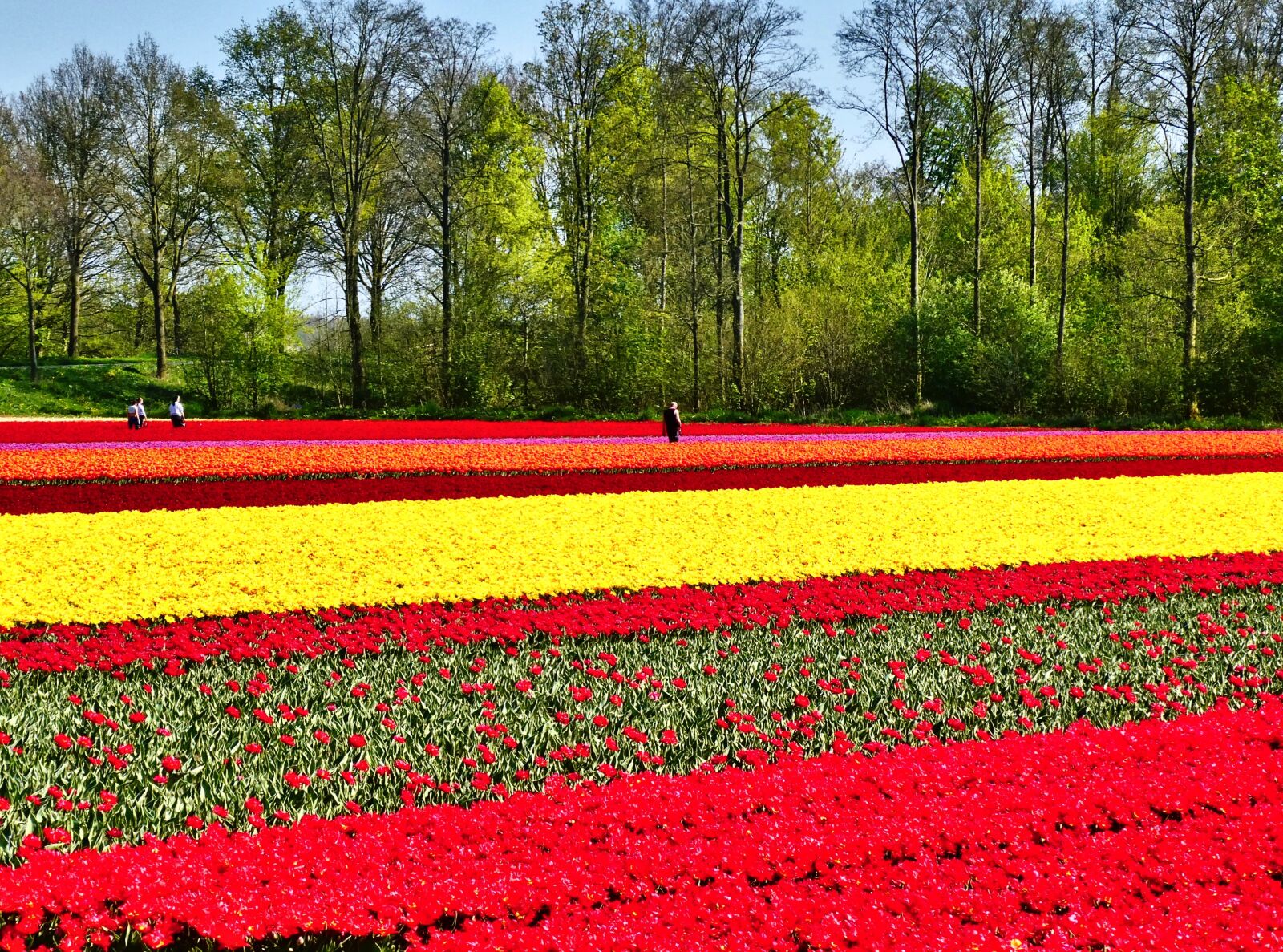 Panasonic Lumix DC-ZS70 (Lumix DC-TZ90) sample photo. Tulips, colourful, blooms photography