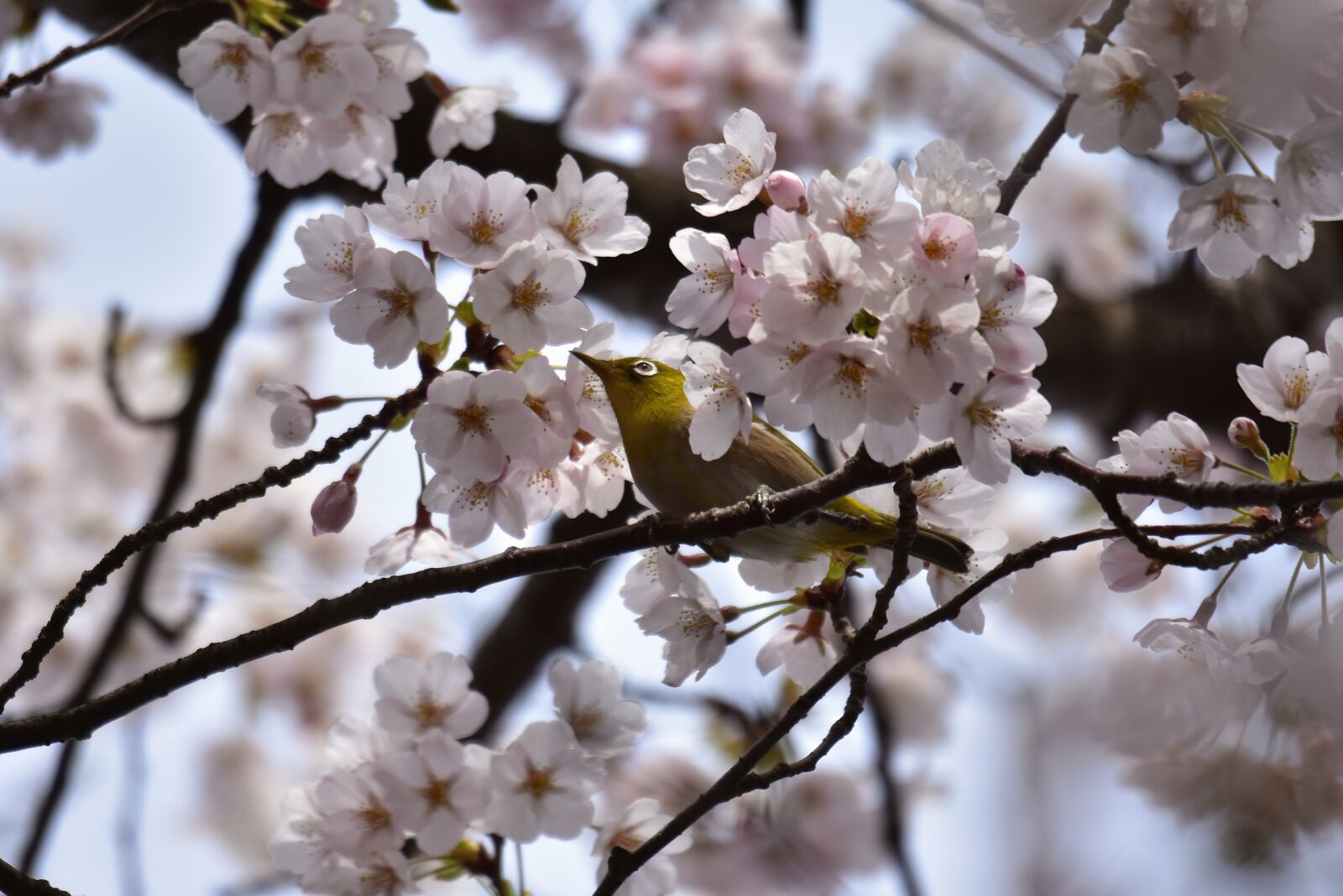 Nikon D7200 sample photo. Animal, plant, cherry blossoms photography