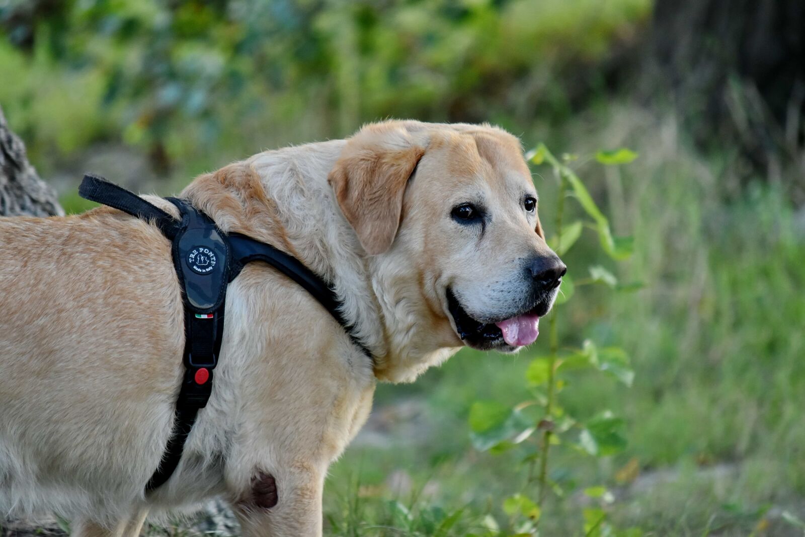 Nikon D5500 sample photo. Beautiful photo, dog, portrait photography