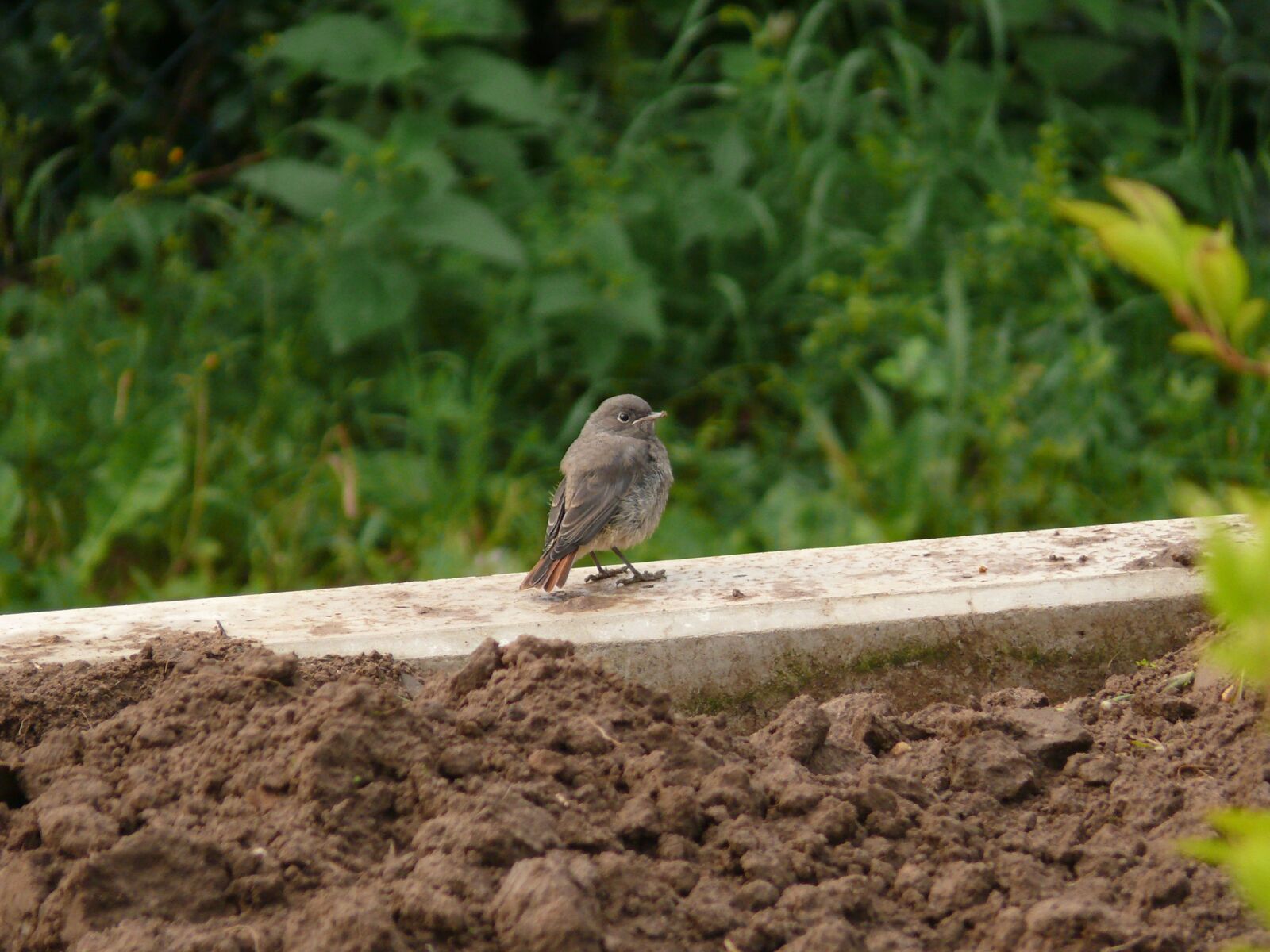 Panasonic DMC-FZ50 sample photo. Redtail, redstart, house-redstart photography