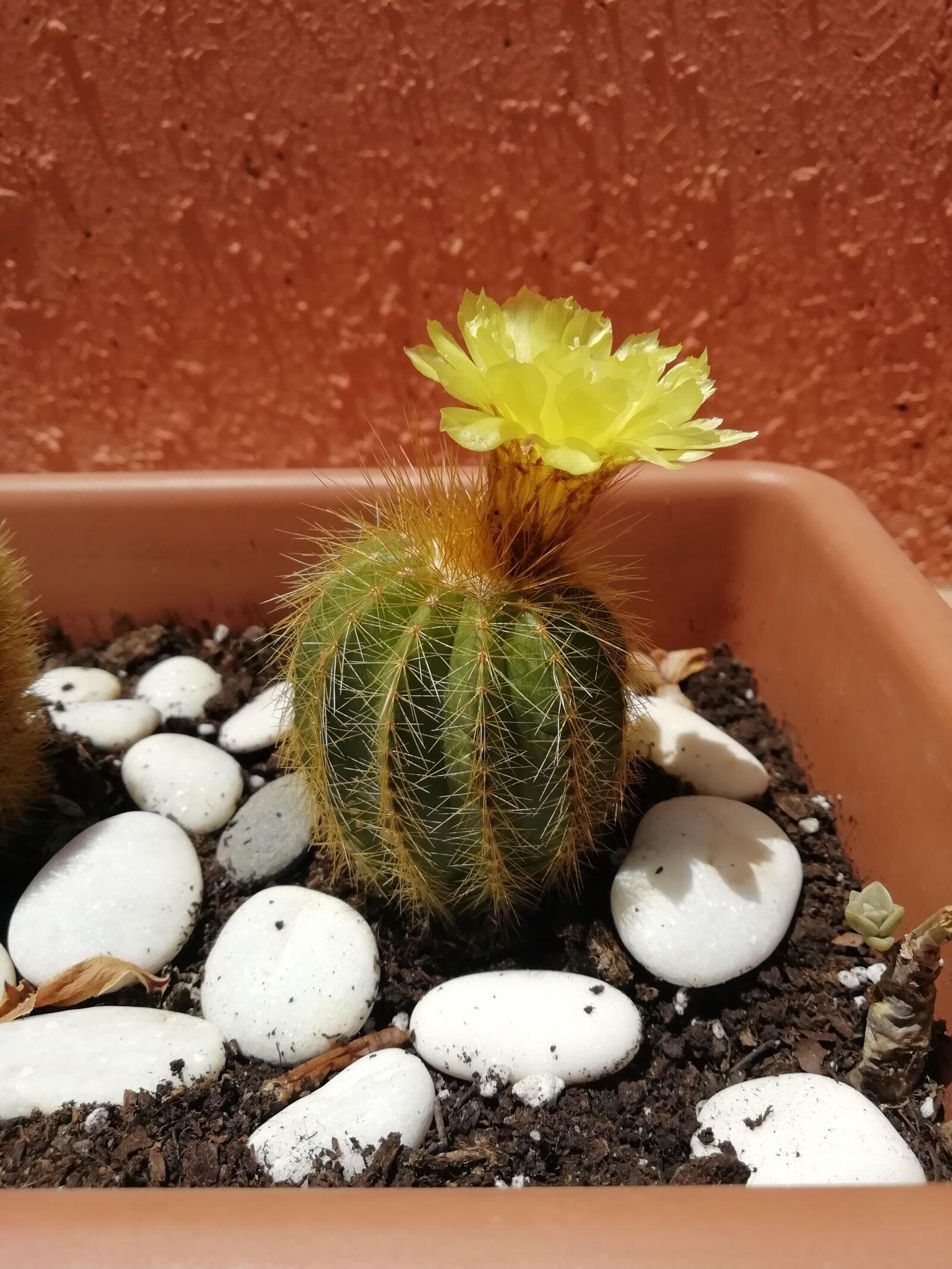 HUAWEI FIG-LX1 sample photo. Flower, cactus, garden photography