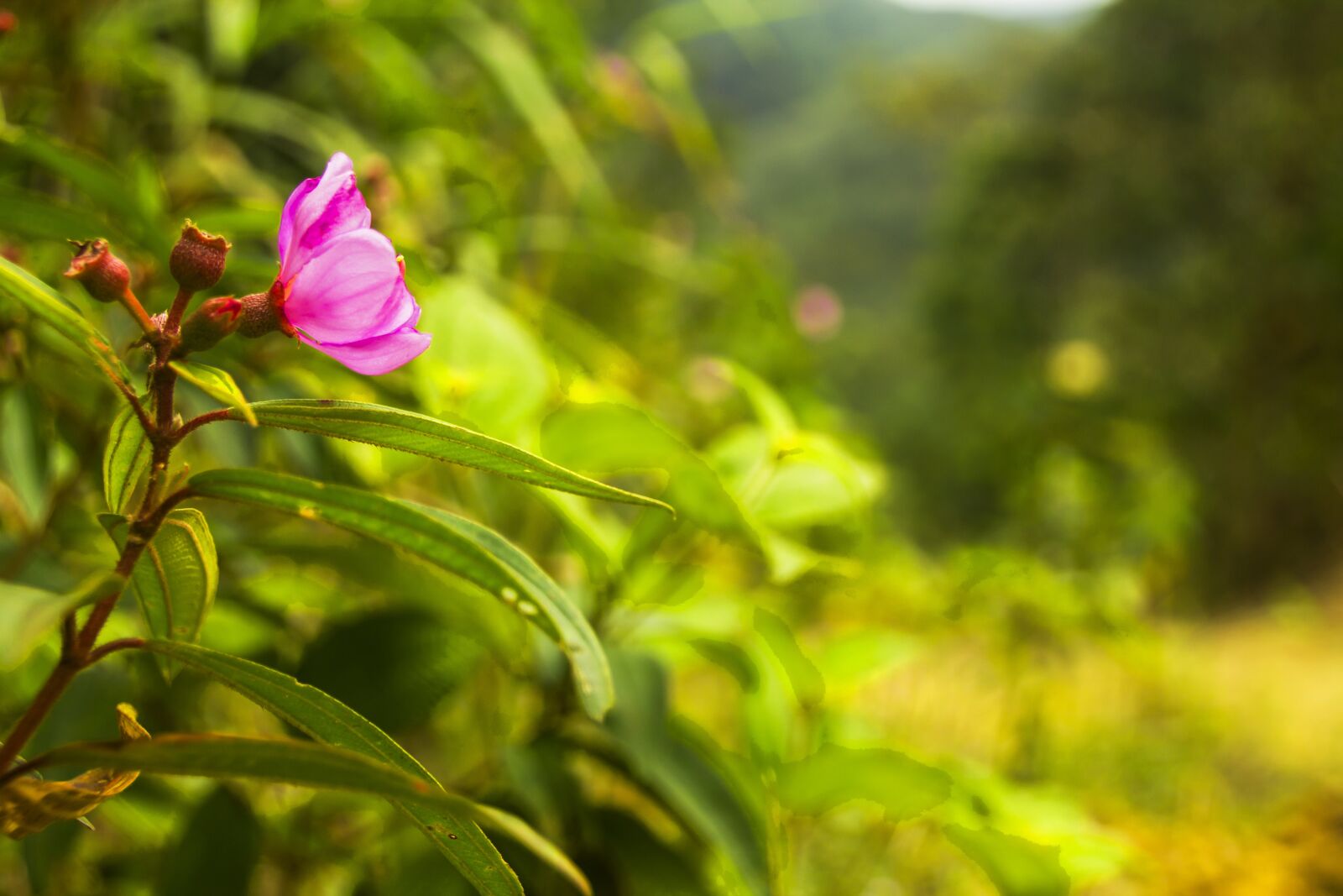Canon EOS 1100D (EOS Rebel T3 / EOS Kiss X50) sample photo. Pink flower, flower, floral photography