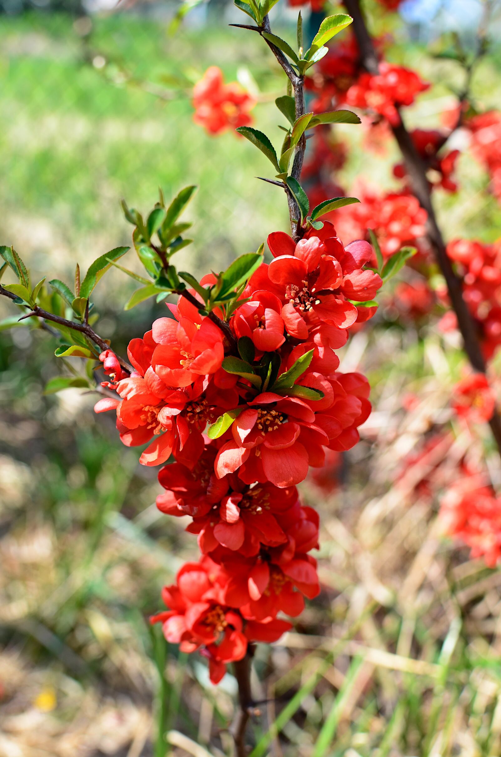 Nikon D7000 sample photo. Chaenomeles, flowers, red photography