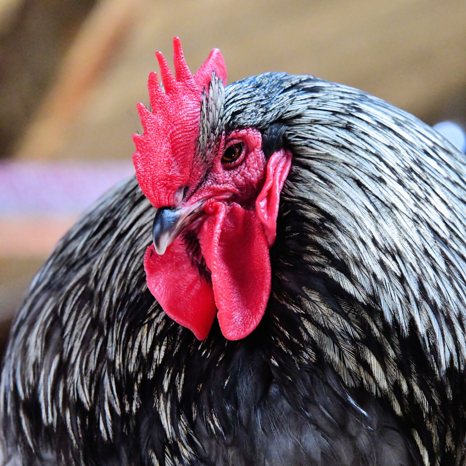 Nikon D850 sample photo. Cockerel, red, rooster photography