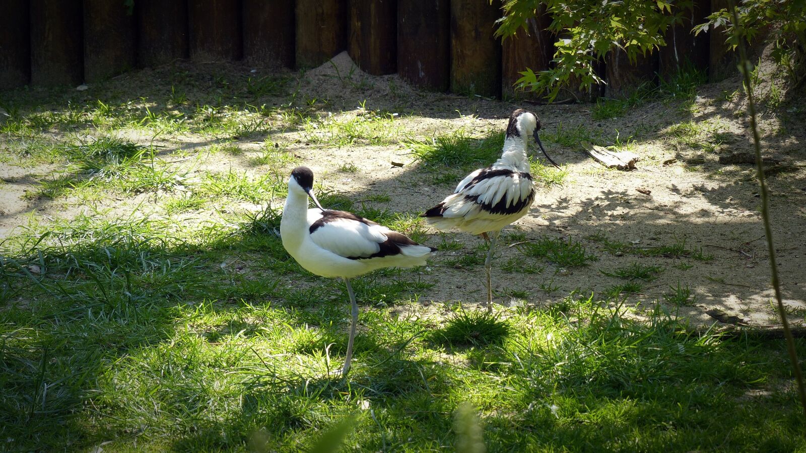 Panasonic Lumix DMC-FZ200 sample photo. Avocet, bird, animals photography