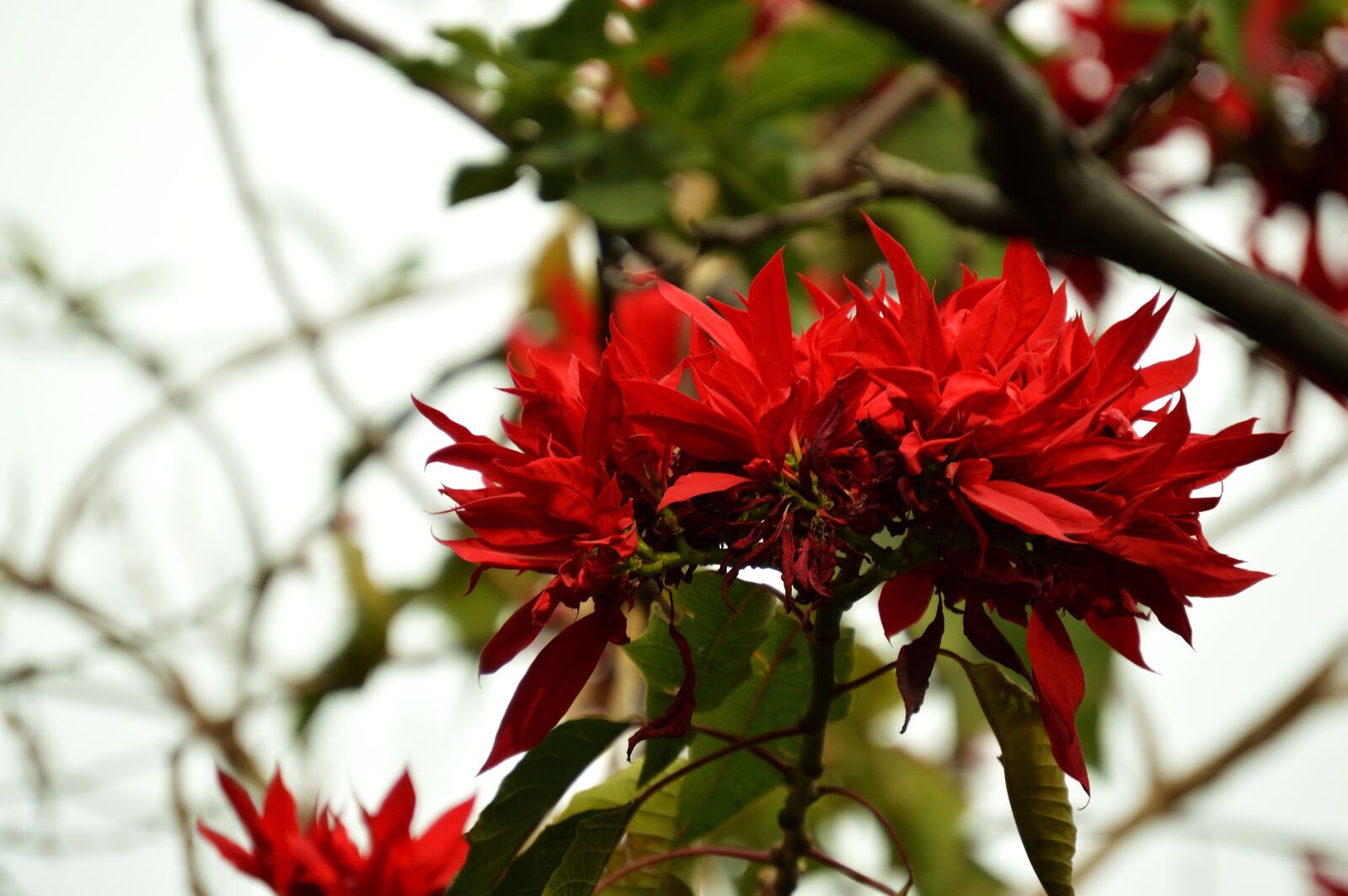 Nikon D3200 sample photo. Flower, plant, decoration photography