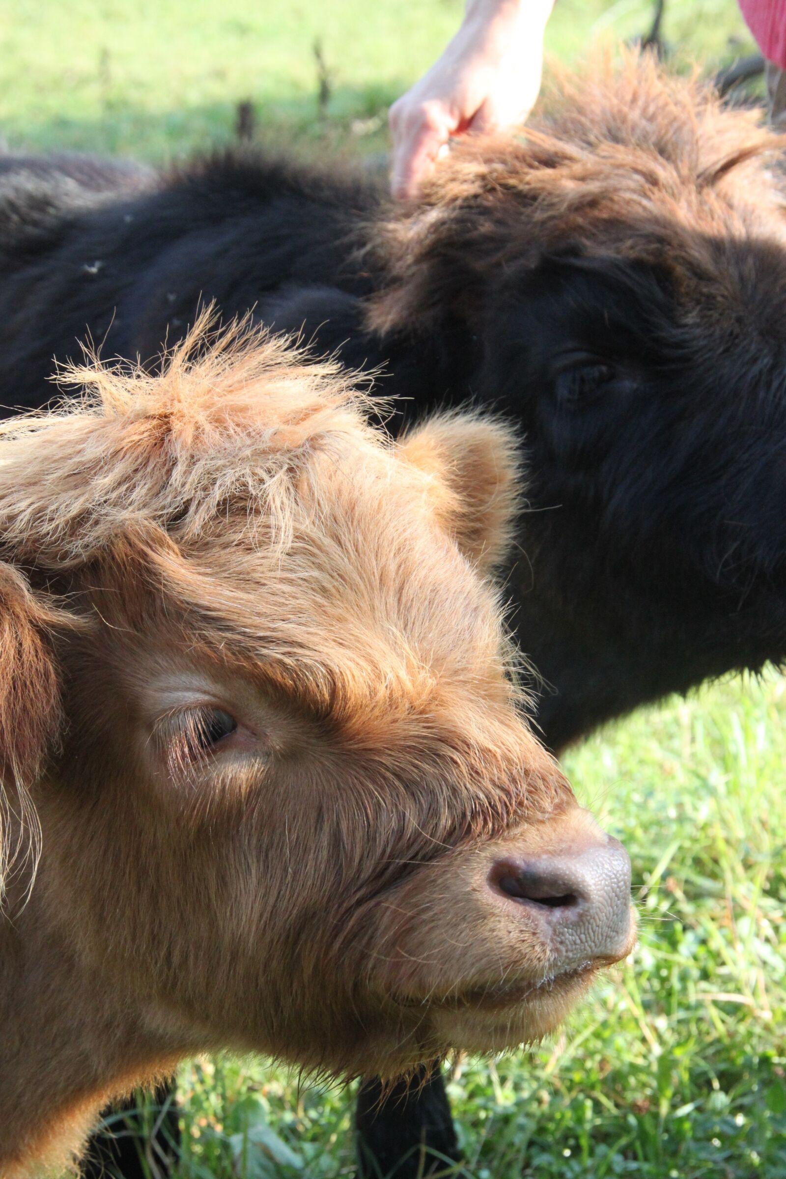 Canon EOS 500D (EOS Rebel T1i / EOS Kiss X3) sample photo. Cow, milk, shaggy photography