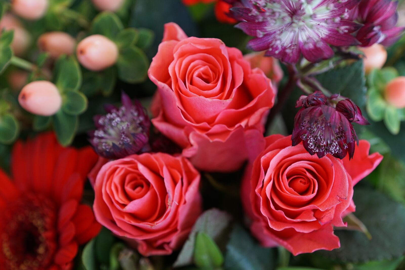 Sony DT 16-50mm F2.8 SSM sample photo. Flowers, strauss, green photography