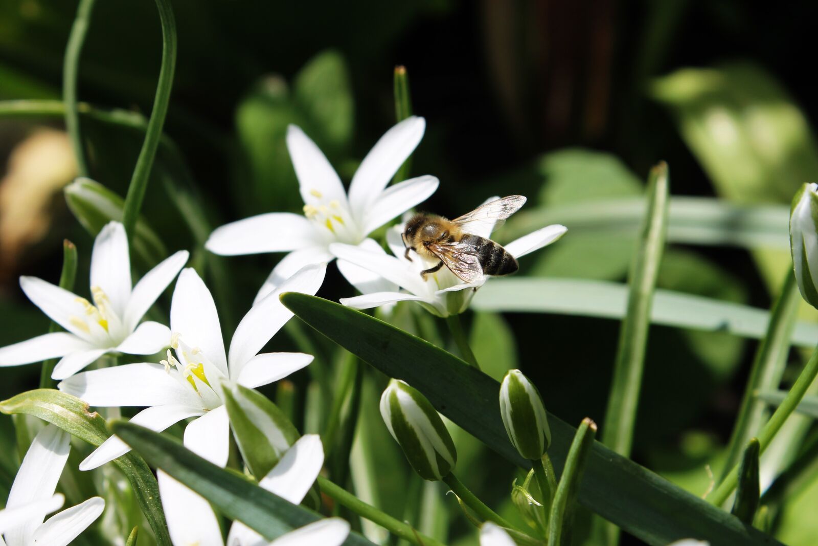 Canon EOS 1100D (EOS Rebel T3 / EOS Kiss X50) sample photo. Spring, white flowers, bee photography