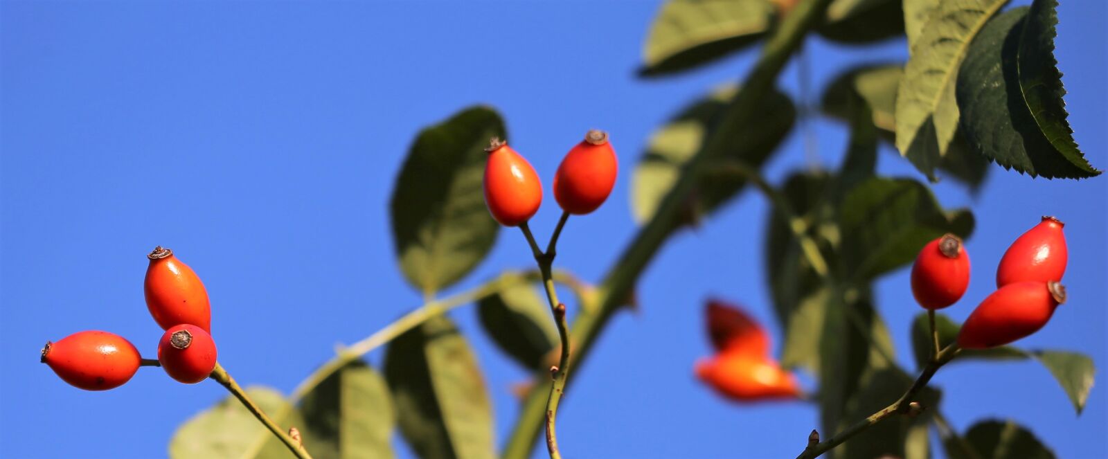 Canon EOS 6D sample photo. Briar, red, berries photography