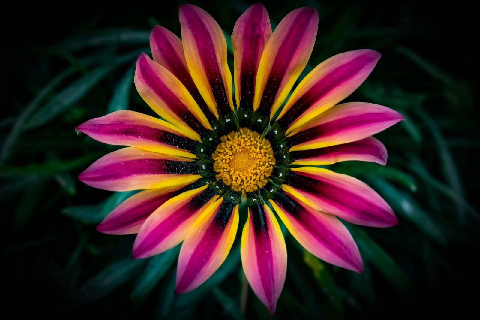 Nikon D3300 sample photo. Gazania, colorful, flower photography