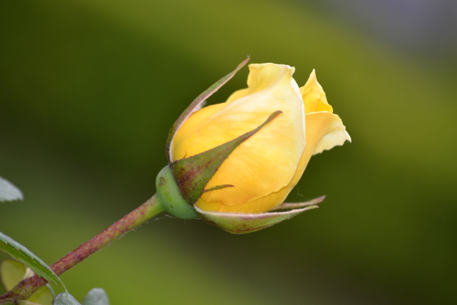 Nikon D3100 sample photo. Flower, rosa, yellow photography