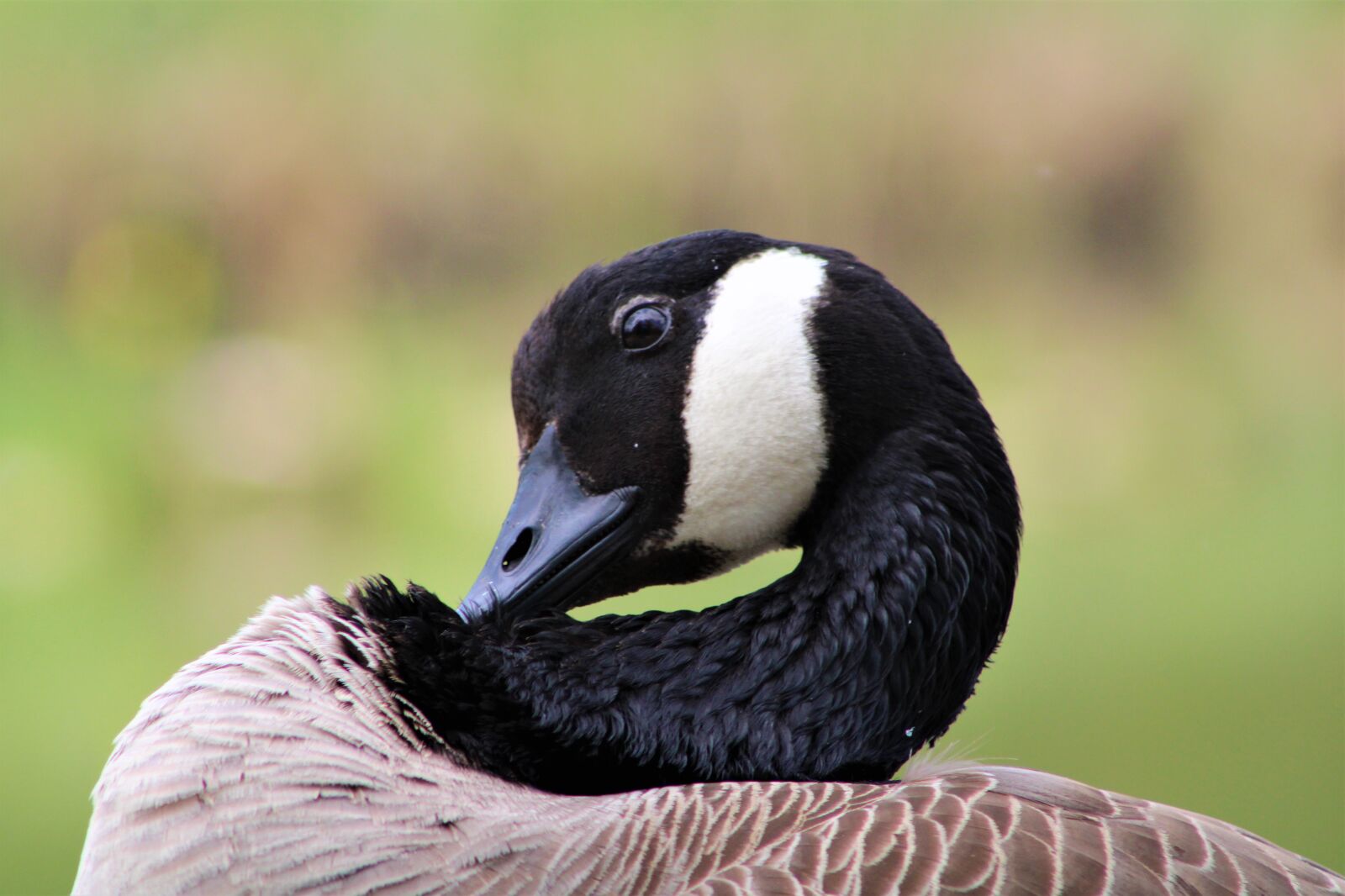 Canon EF75-300mm f/4-5.6 sample photo. Goose, bird, nature photography