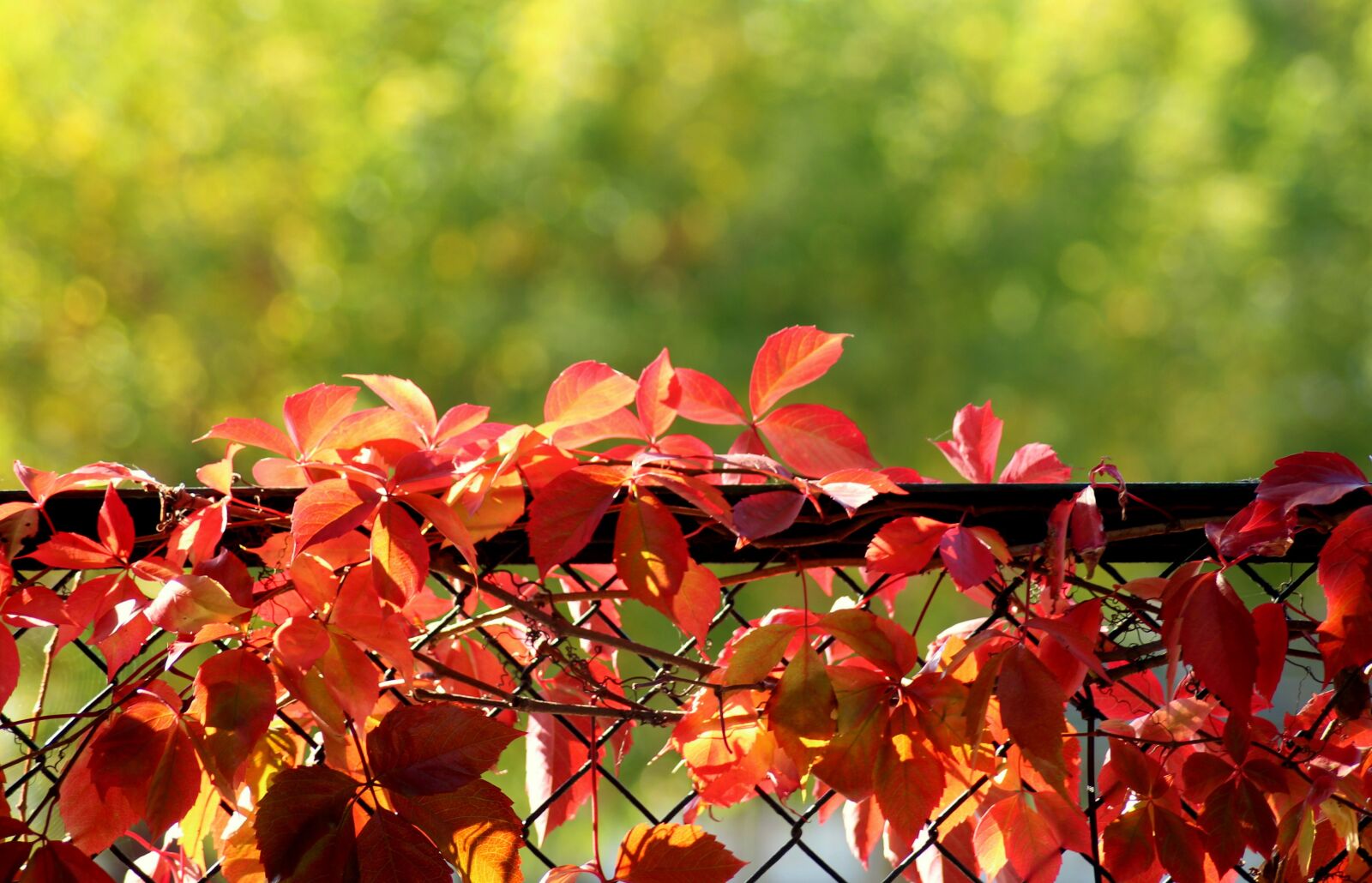 Canon EOS 1200D (EOS Rebel T5 / EOS Kiss X70 / EOS Hi) sample photo. Autumn leaves, red, creeper photography