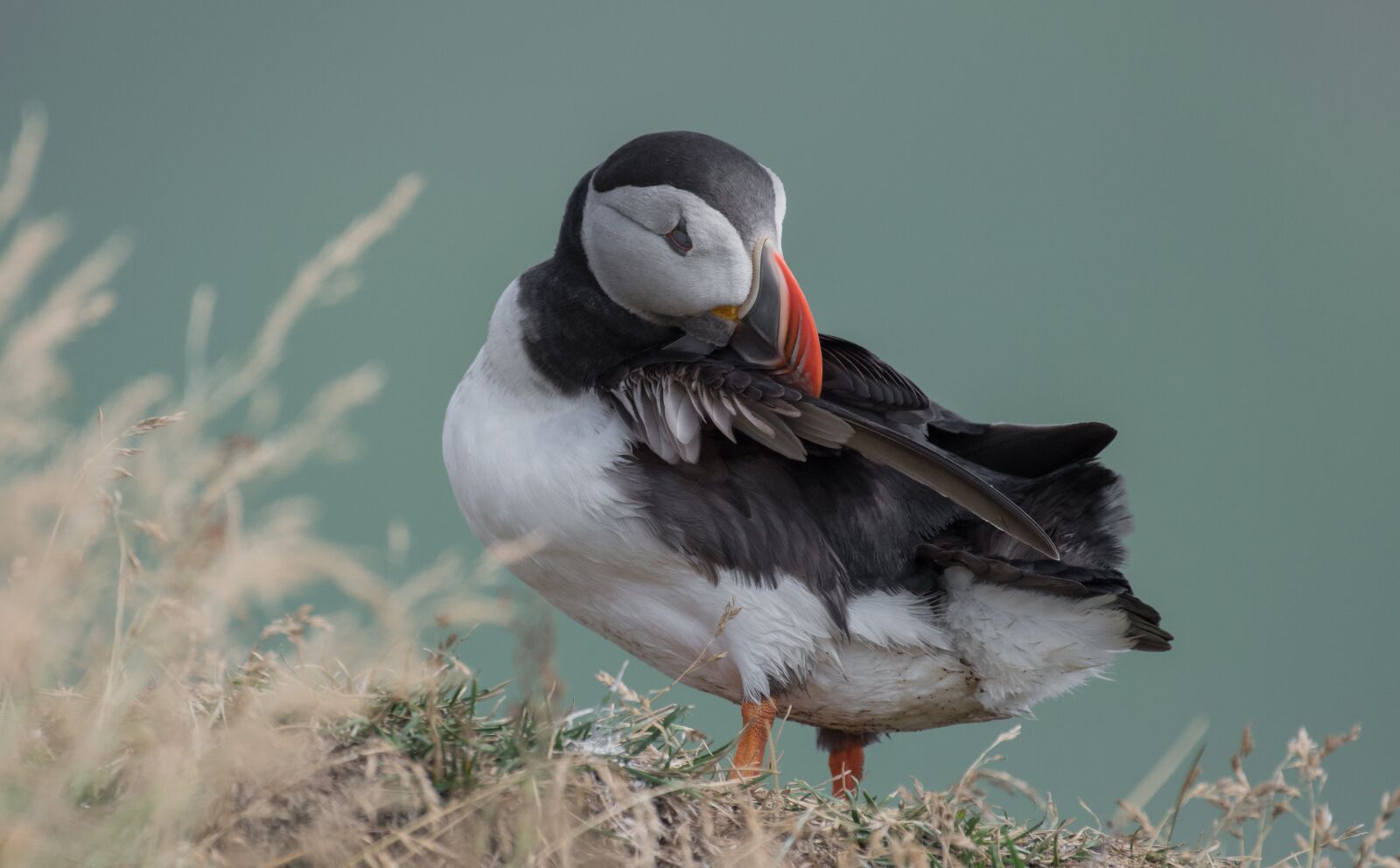 Nikon D500 sample photo. Bird, outdoor, cold photography