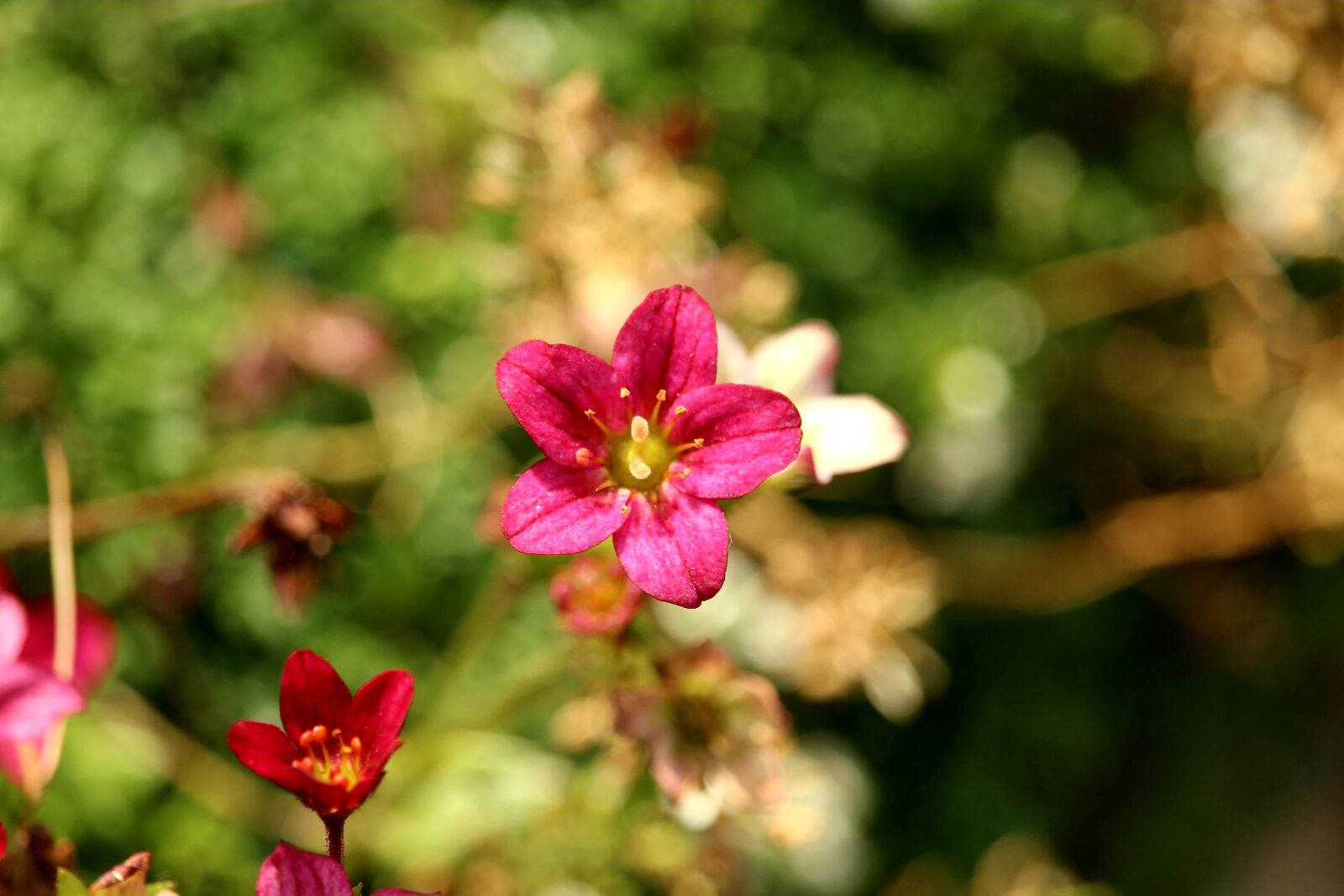 Canon EOS 1200D (EOS Rebel T5 / EOS Kiss X70 / EOS Hi) sample photo. Red flower, plant, garden photography