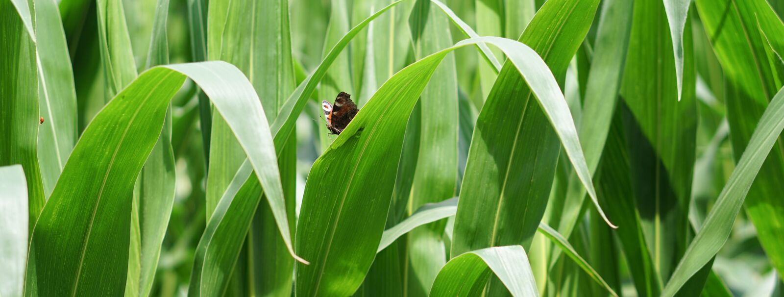 E 50mm F1.8 OSS sample photo. Cornfield, corn, corn cultivation photography