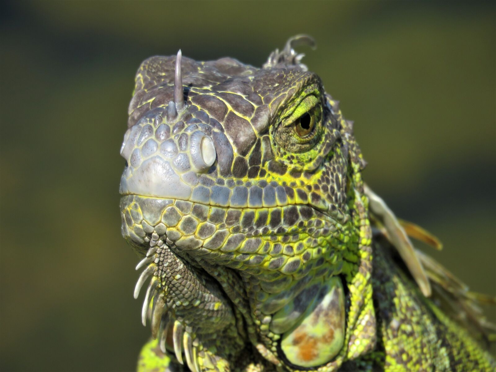 Canon PowerShot SX60 HS sample photo. Iguana, lizard, dragon photography