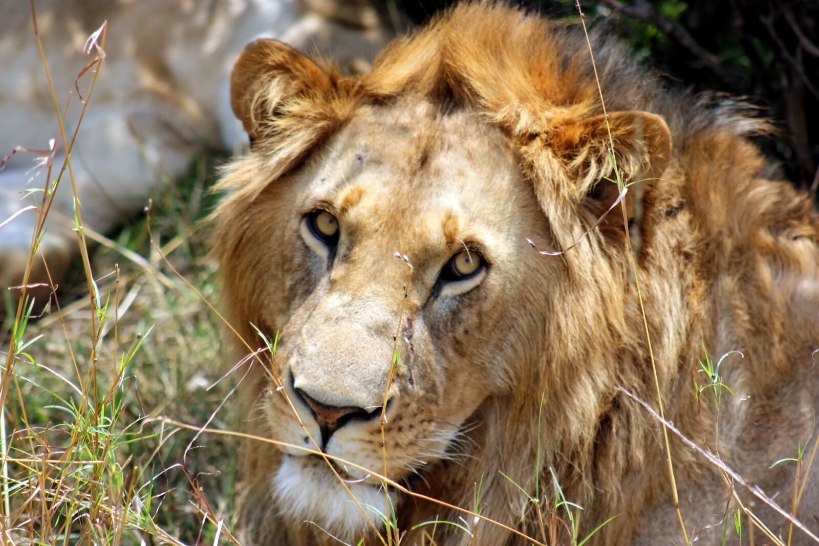 Canon EOS 550D (EOS Rebel T2i / EOS Kiss X4) sample photo. Kenya, masai, mara photography