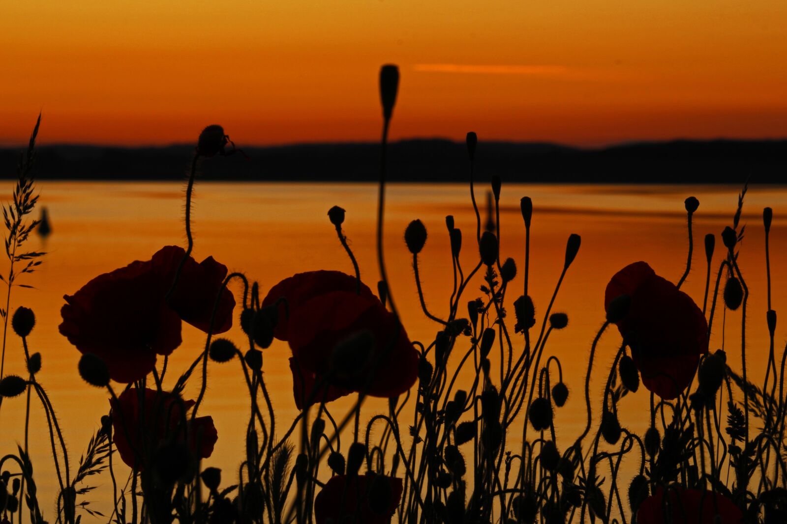 Canon EF-S 55-250mm F4-5.6 IS STM sample photo. Sunset, poppies, nature photography