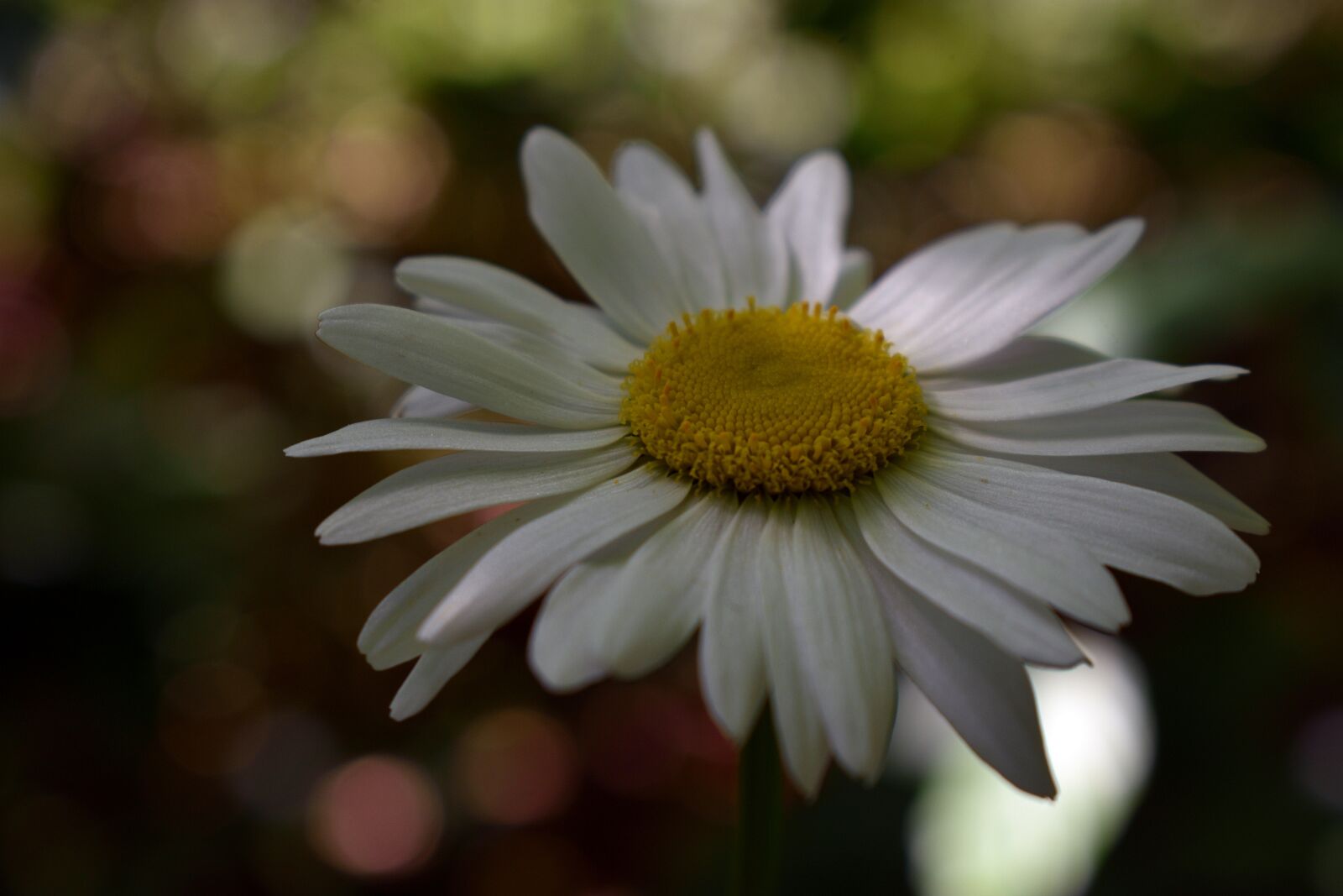 Nikon D3400 sample photo. Flower, spring, flowers photography
