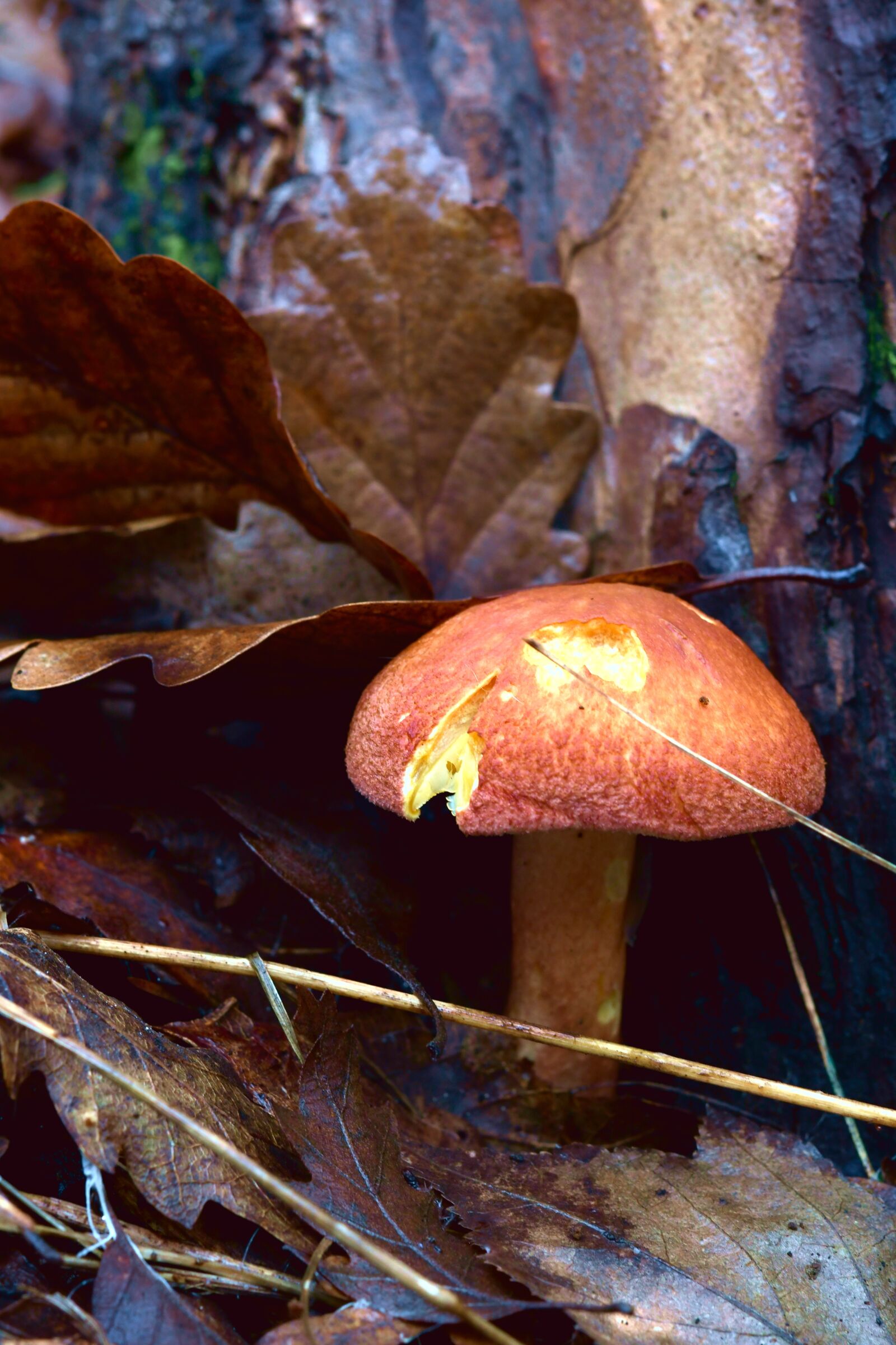 Nikon D7500 sample photo. Fungus, forest, autumn photography