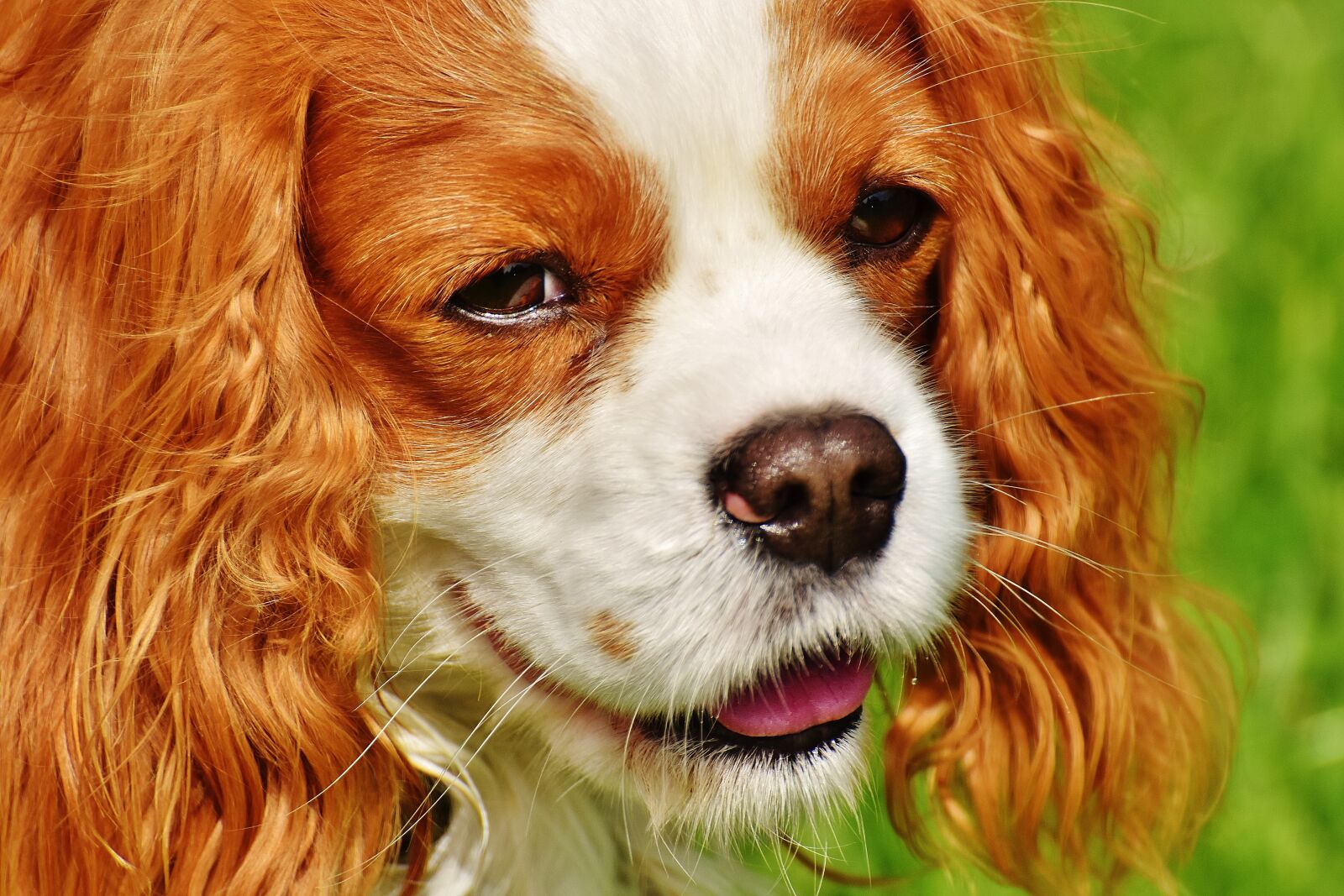 Nikon D7200 sample photo. Dog, cavalier king charles photography