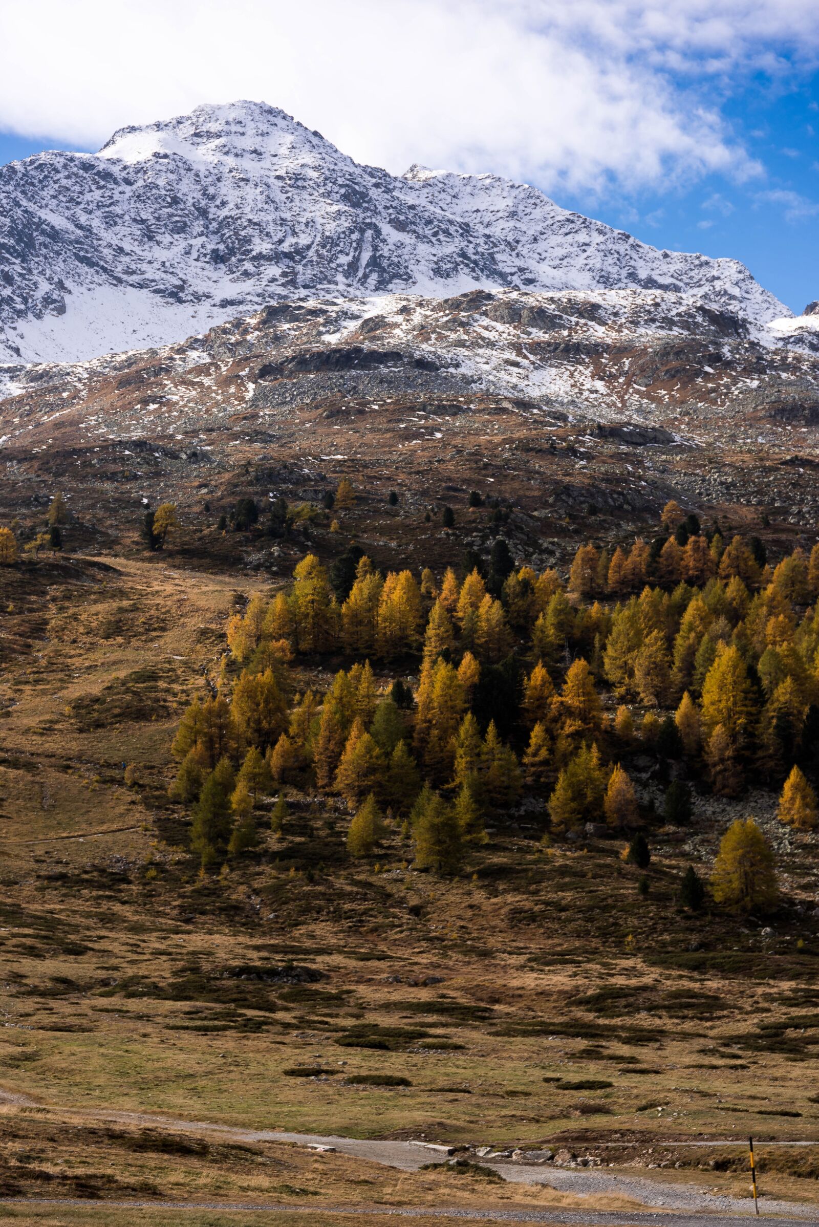 Nikon D810 sample photo. Autumn, larch, larch discoloration photography