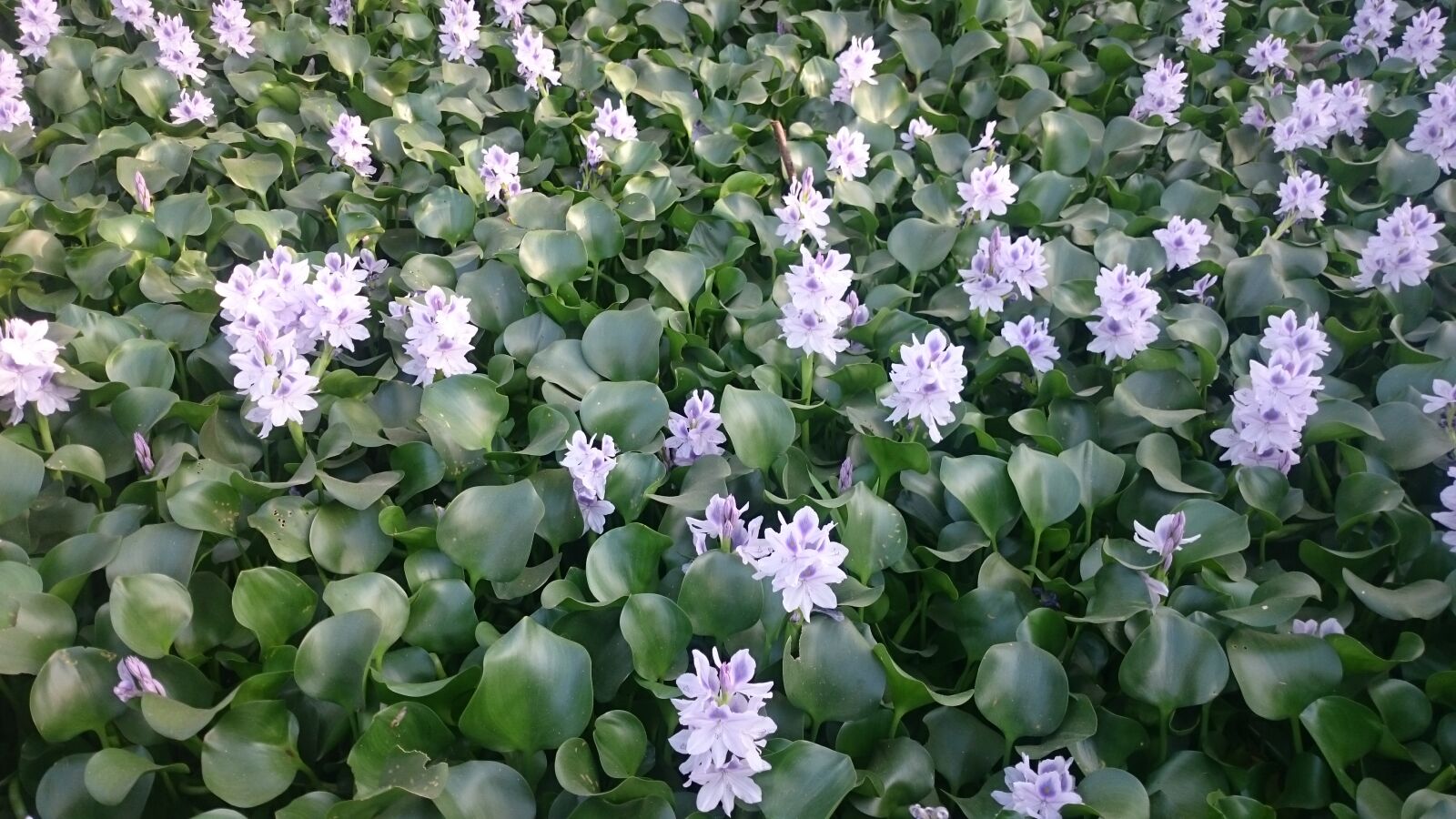 Sony Xperia Z2 sample photo. Close, up, of, purple photography