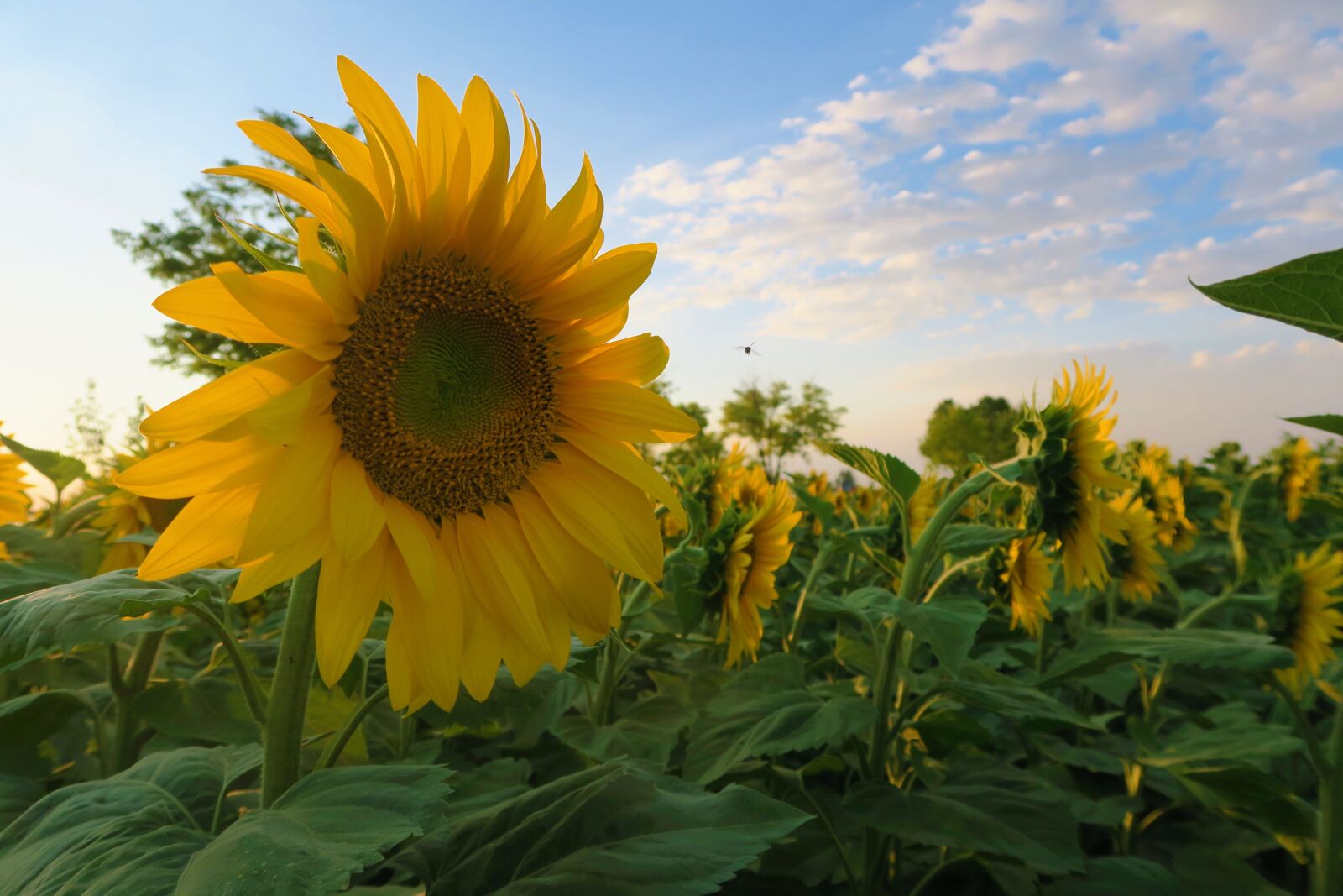 Canon PowerShot G7 X sample photo. Sunflower, flower, plant photography