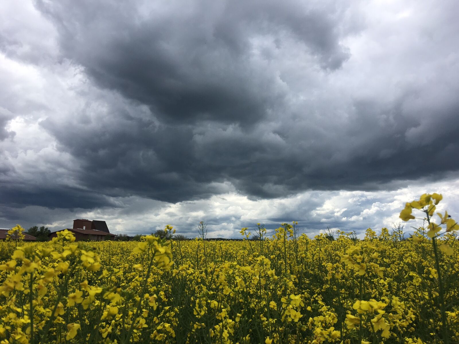 Apple iPhone 6s Plus sample photo. Colza, dark, clouds, thunderstorm photography