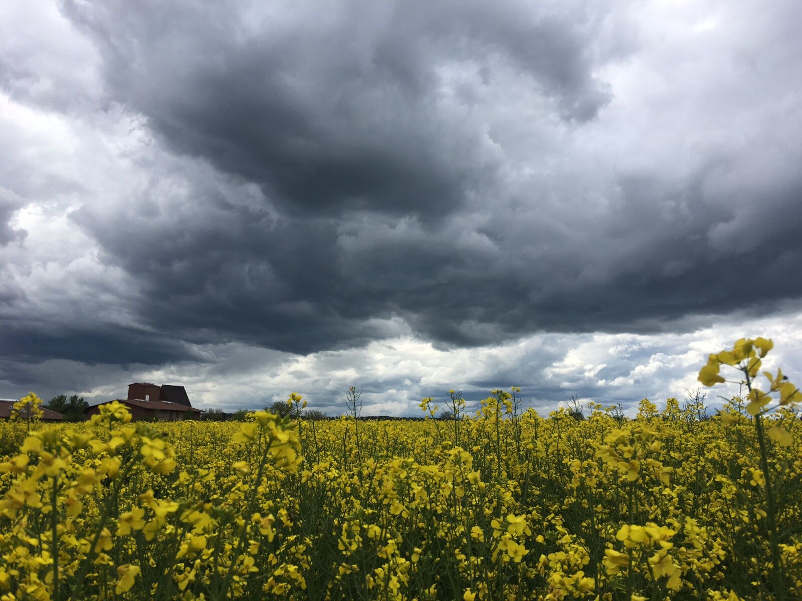 iPhone 6s Plus back camera 4.15mm f/2.2 sample photo. Colza, dark, clouds, thunderstorm photography