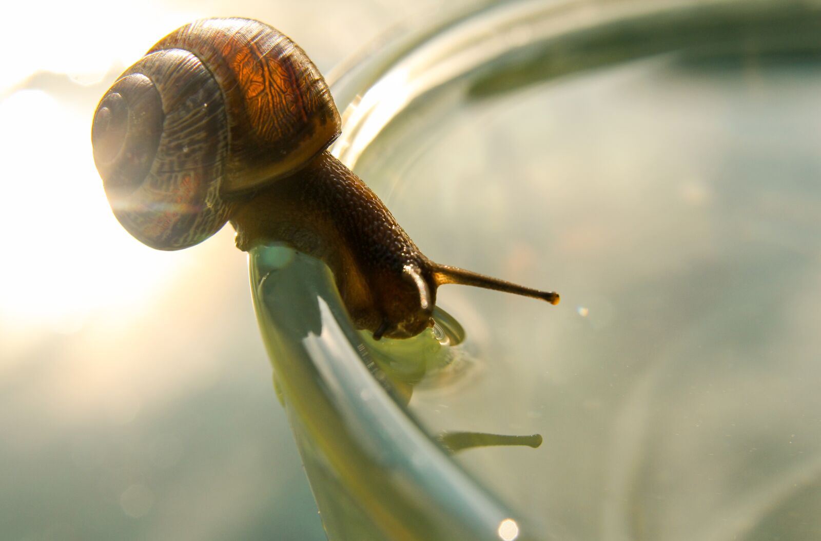 Canon EOS 60D sample photo. Snail, summer, water photography