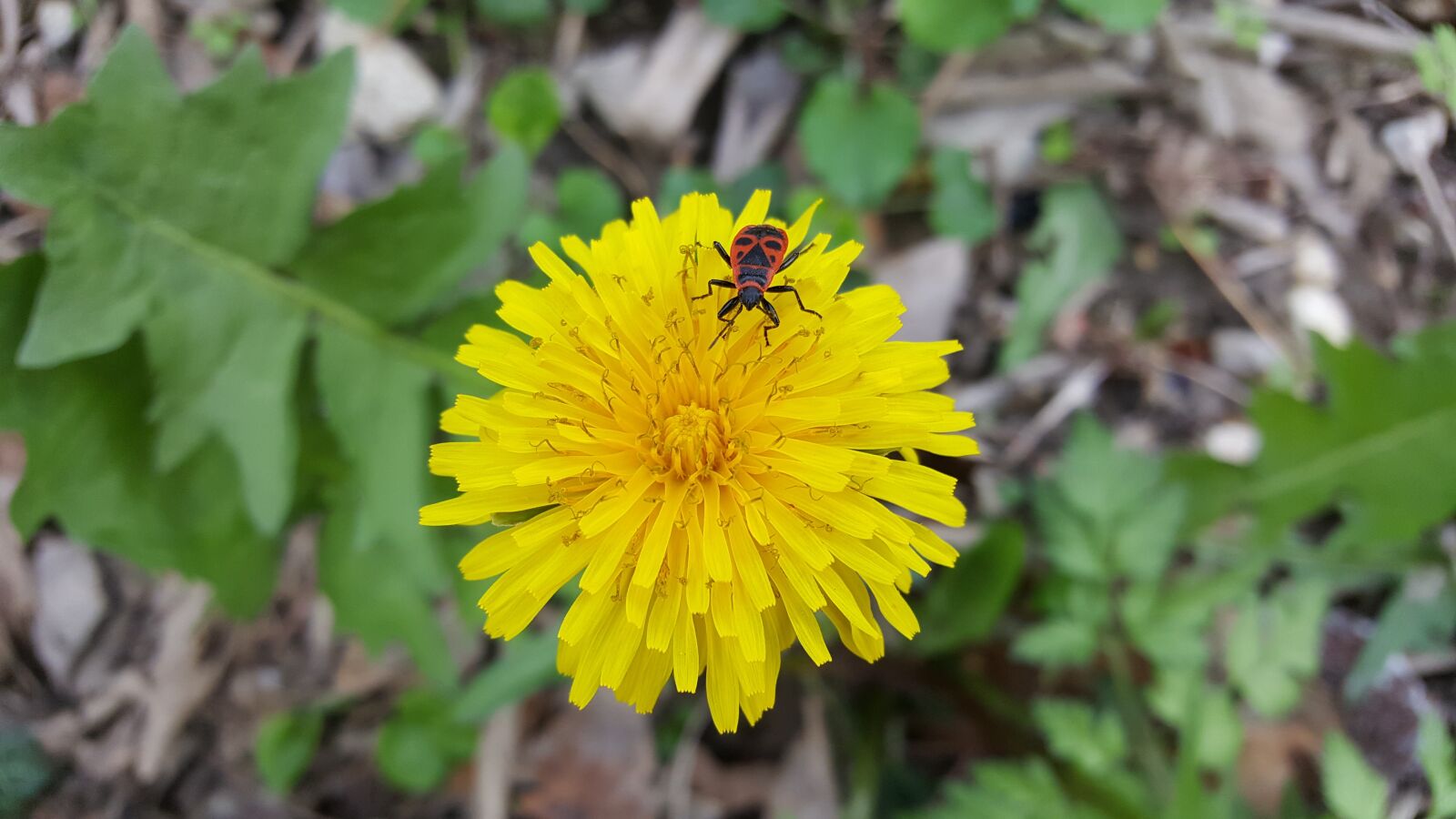 Samsung Galaxy S6 sample photo. Nature, plant, summer photography